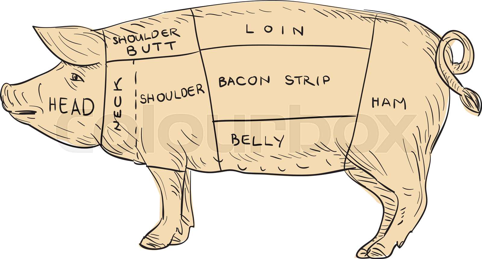Vintage Pork Meat Cut Map Drawing Stock vector Colourbox