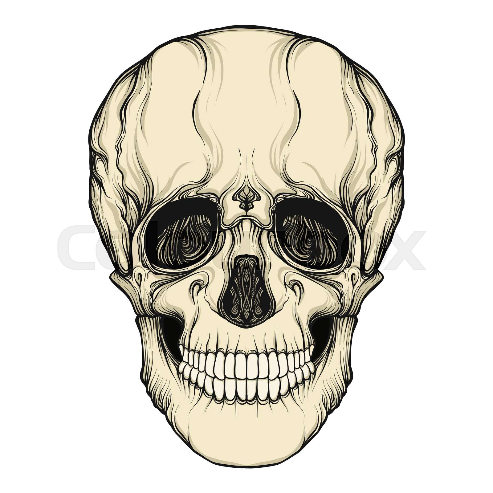 Human skull realistic hand drawing isolated Stock vector Colourbox