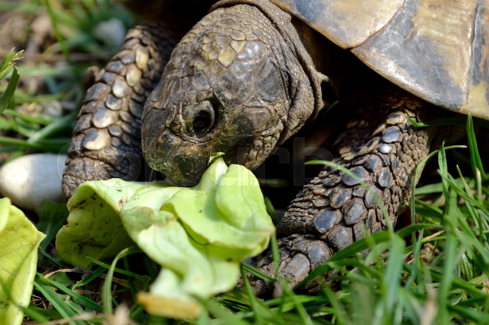 Schildkröte frisst Salat Nahaufnahme Stock Bild Colourbox