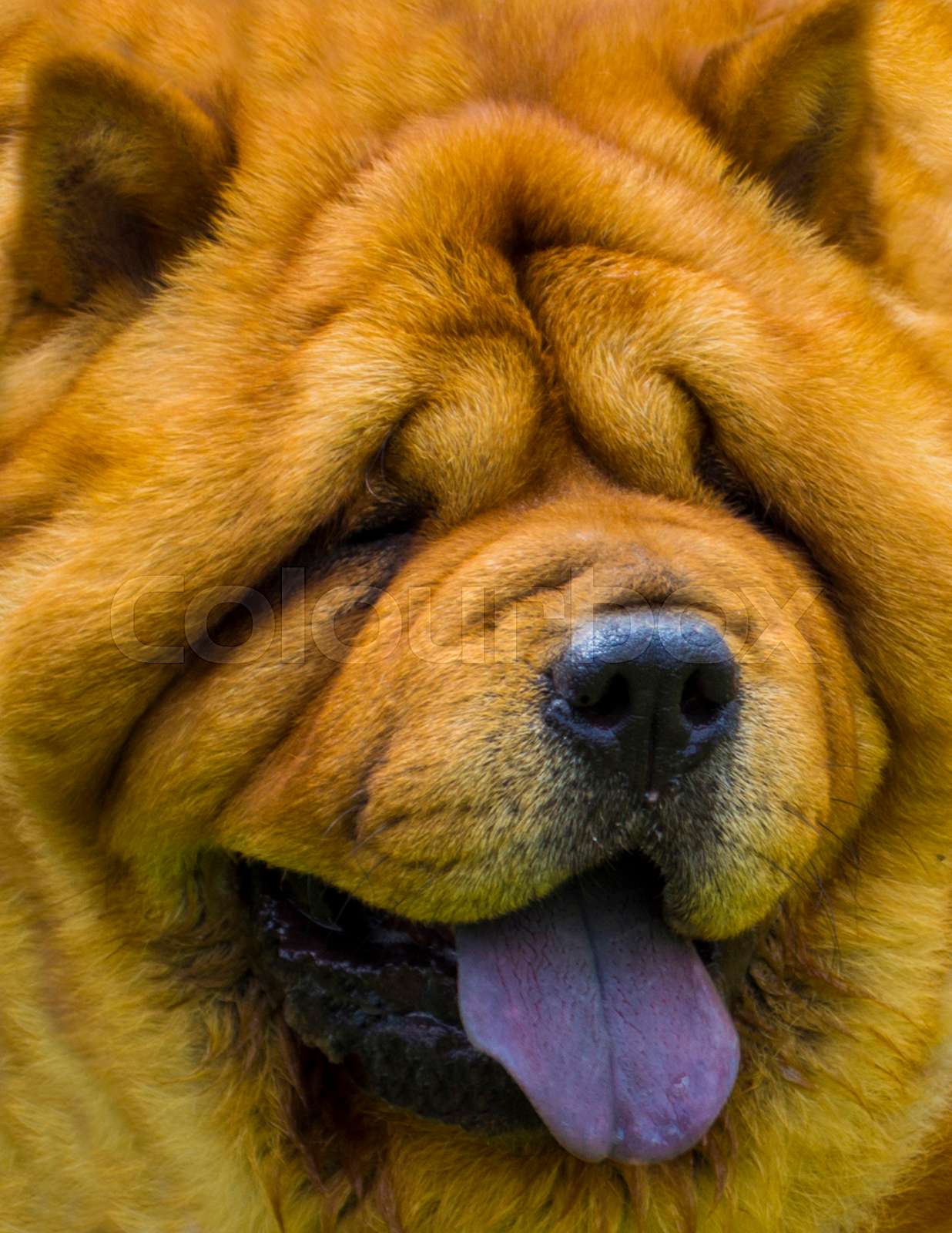 yellow chow chow