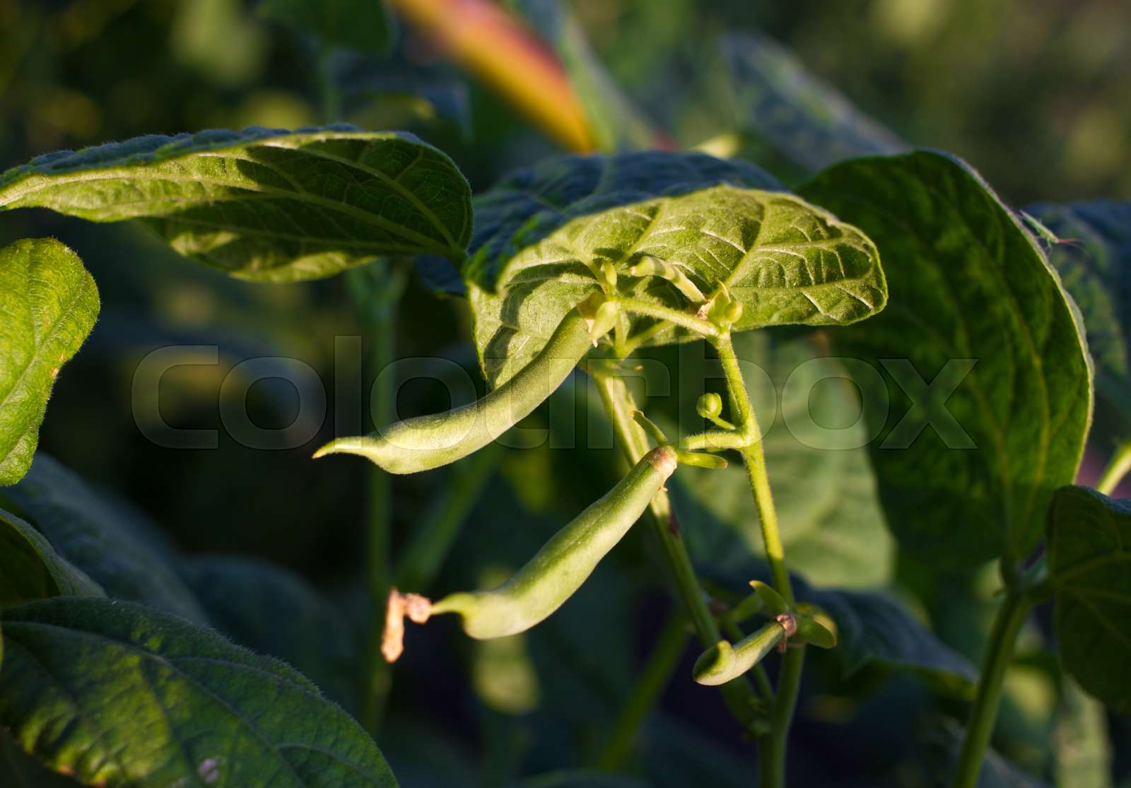 Group of green kidney bean field. Soy sprouts. Stock image Colourbox