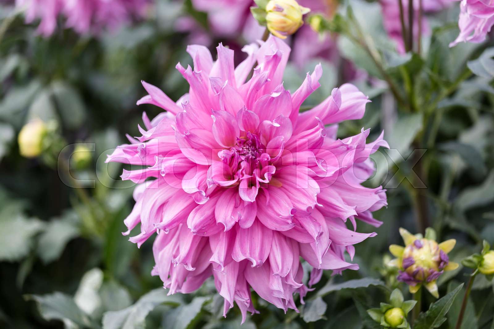 Decorative Dahlia ‘Elsie Huston’ | Stock image | Colourbox