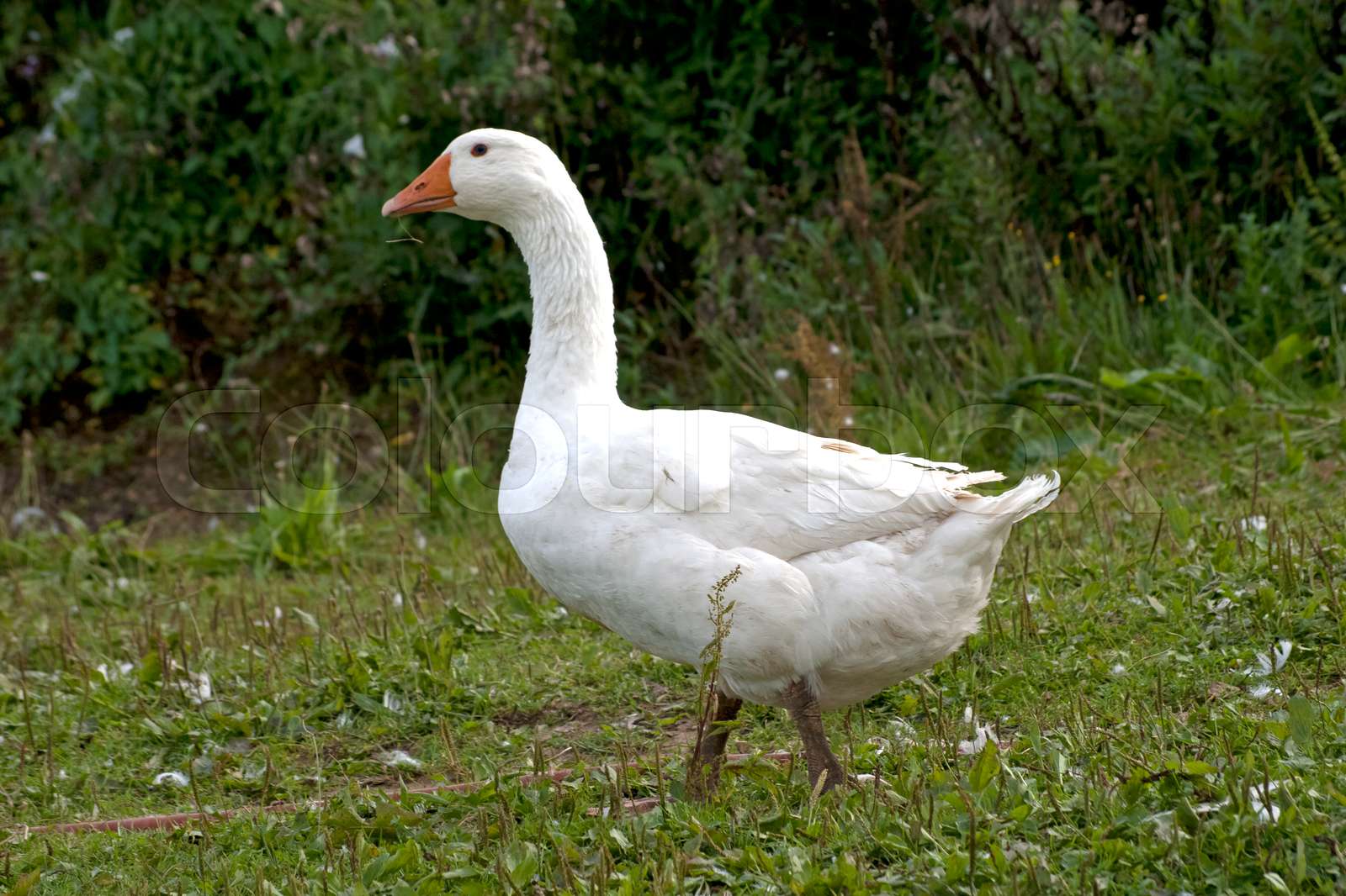 gans | Stock Bild | Colourbox