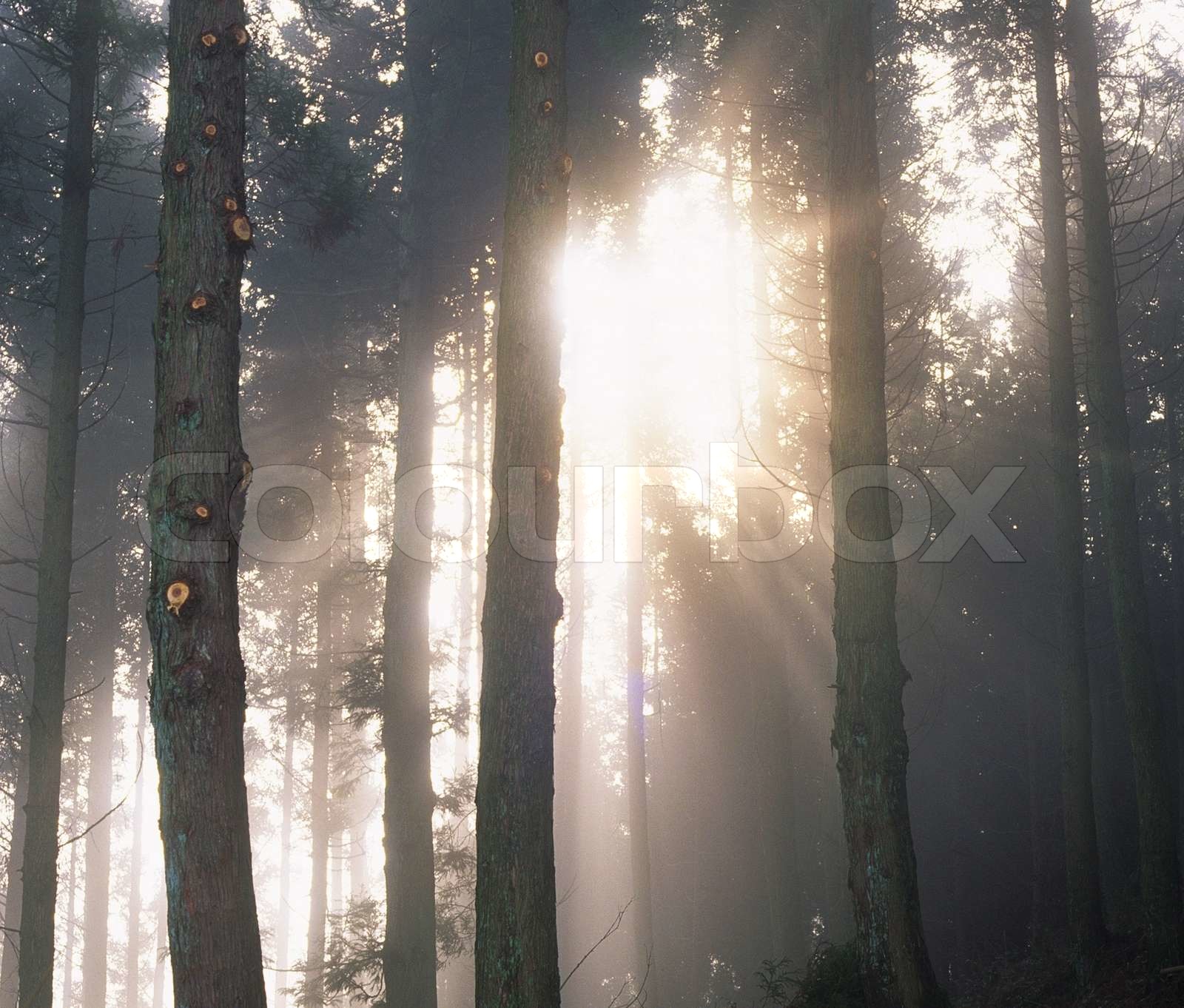sunset in the dark forest for you design | Stock image | Colourbox