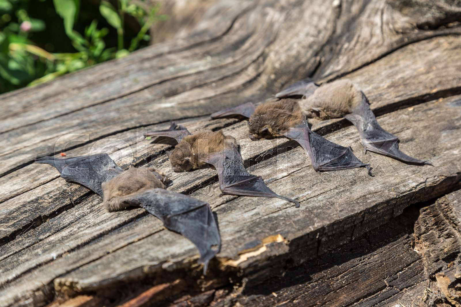 Group Of Bat Stock Image Colourbox