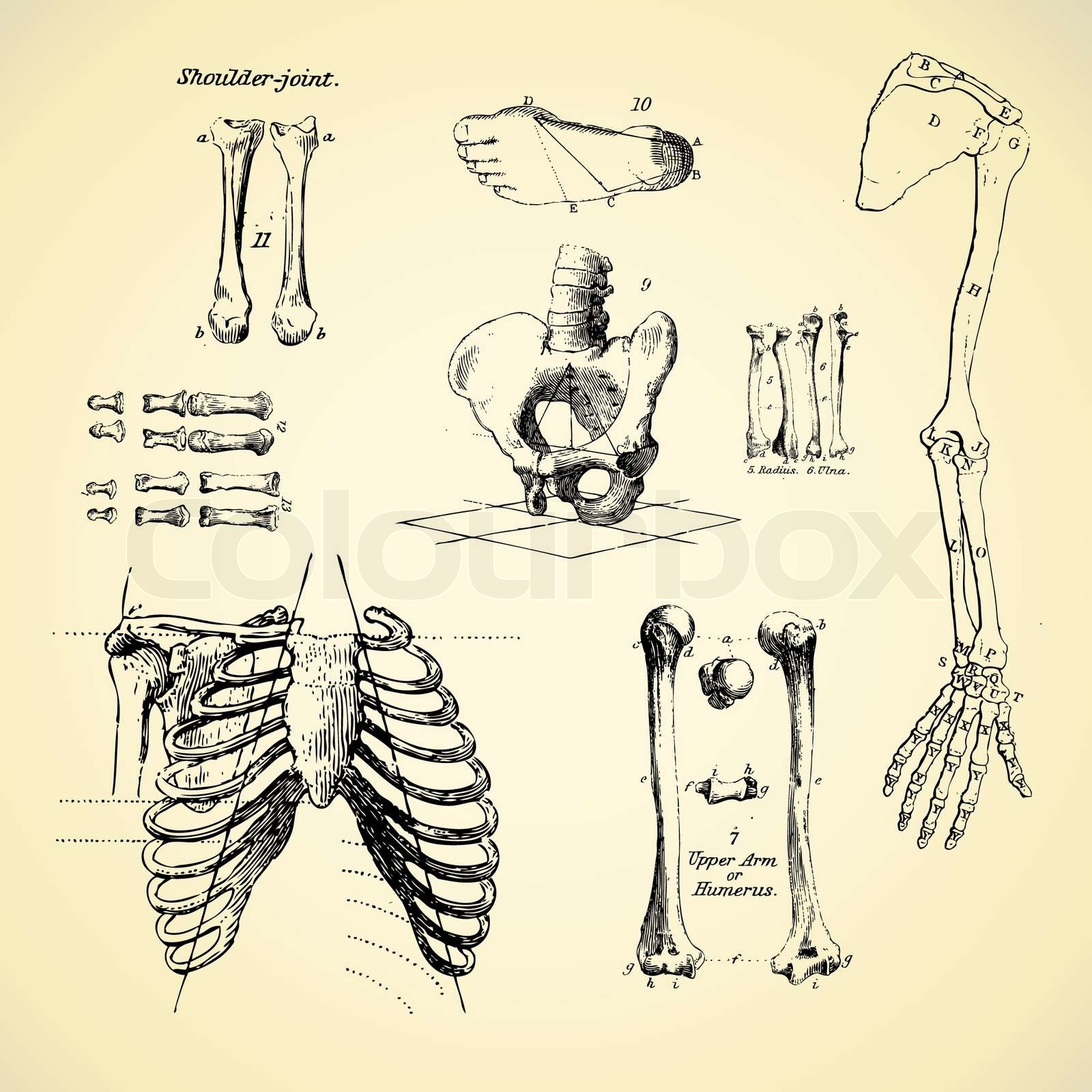 Skeleton Rrfrence Human Skeleton Drawing Reference