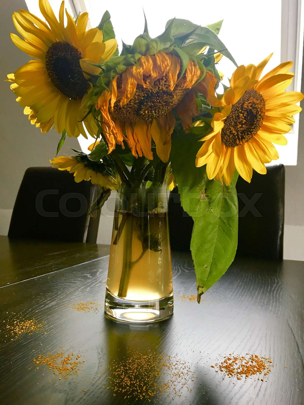 Wilted sunflowers in glass vase Stock Image Everypixel