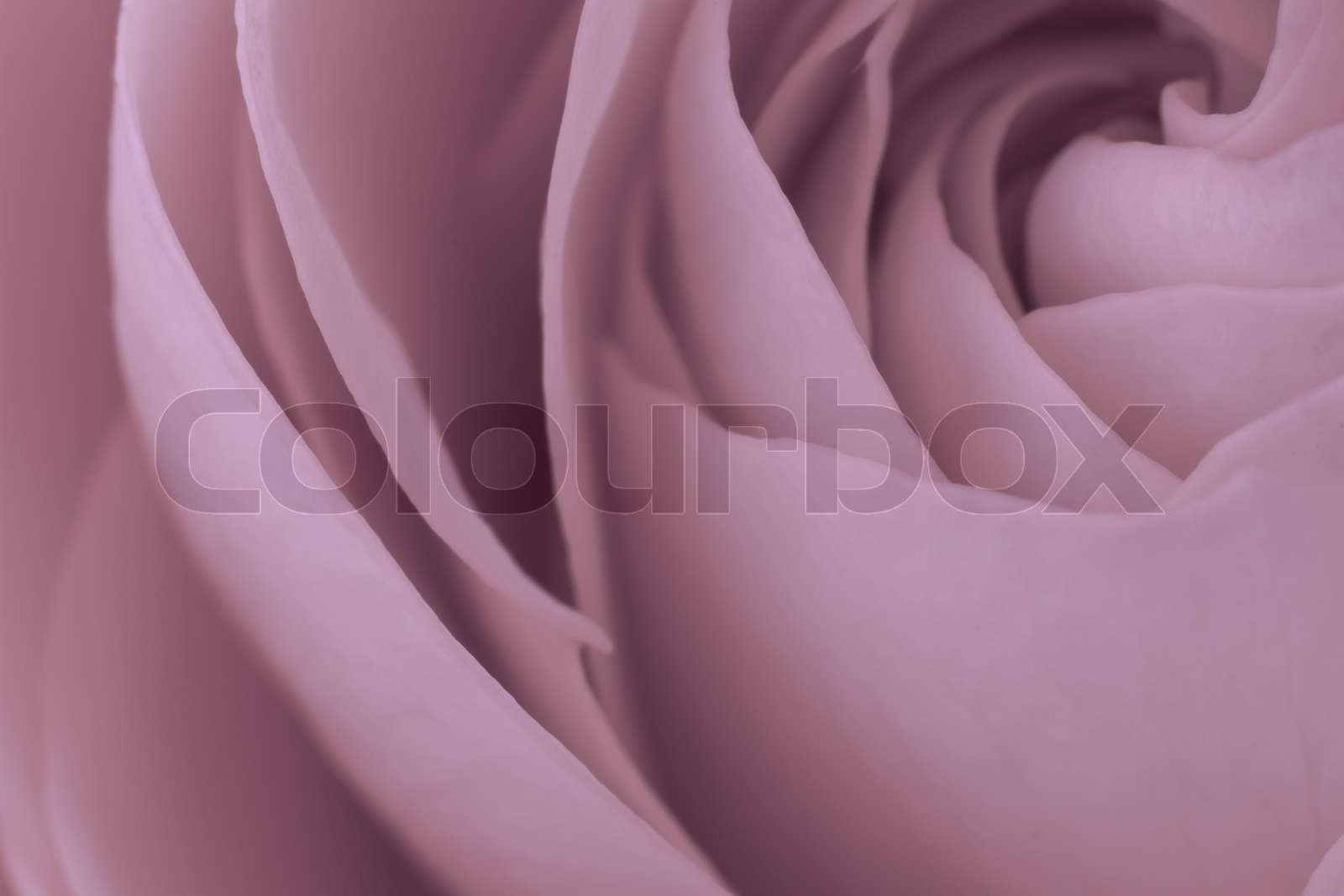 Nahaufnahme von rosa Rosenblüten | Stock Bild | Colourbox
