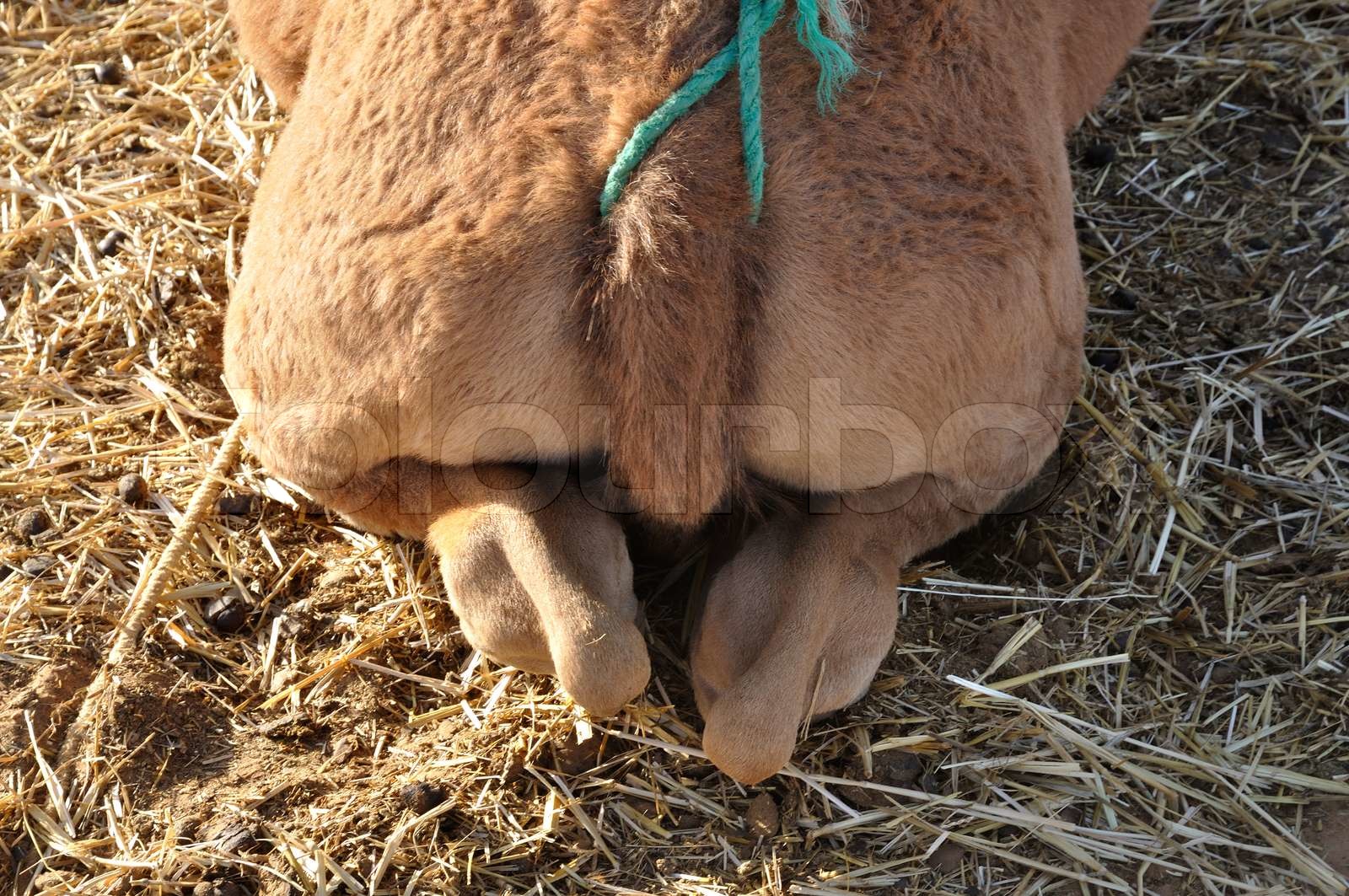 Backside of the Camel, Morocco Africa Stock image Colourbox
