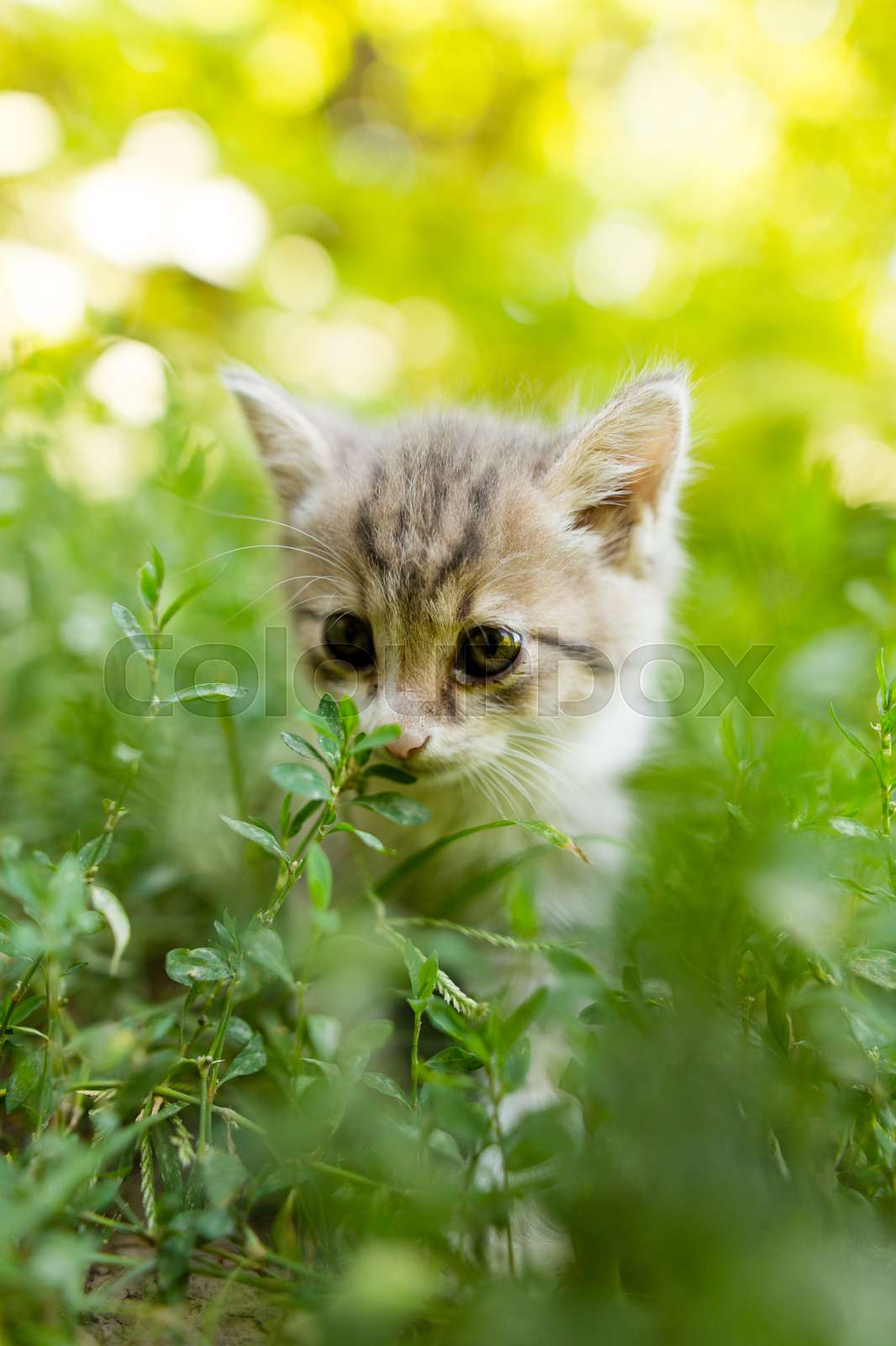 Little kitten in green grass in the park | Stock image | Colourbox