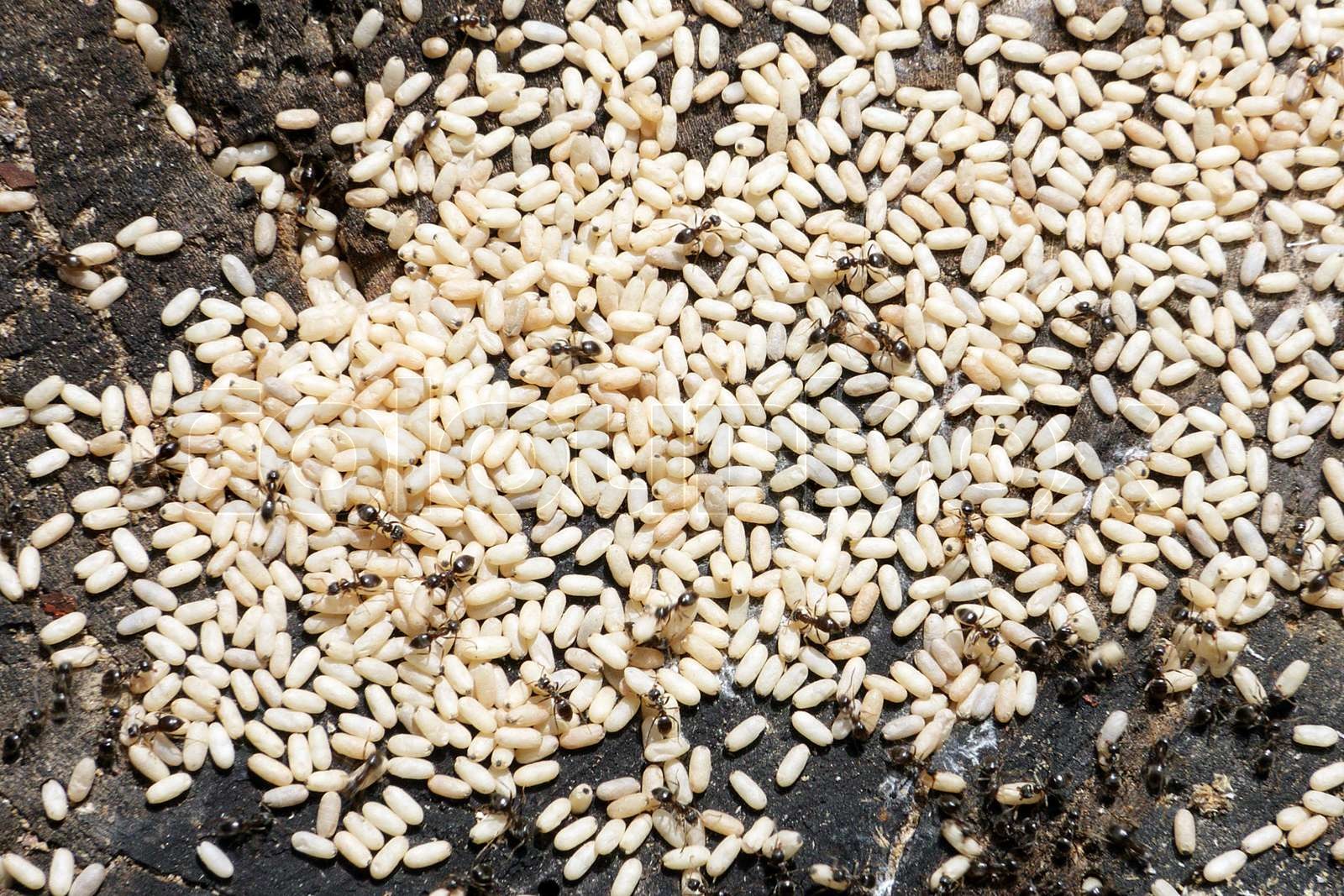 Schwarze Ameisen mit weißen Eier auf alten Baumstumpf Stock Bild