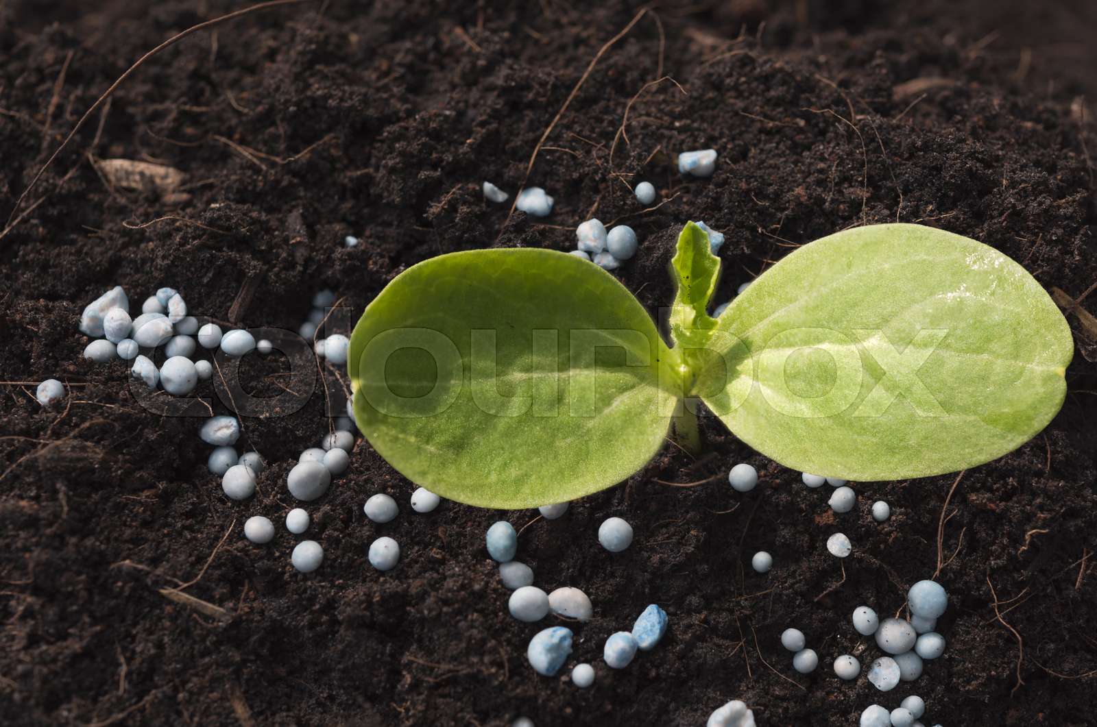 New plant growing out of soil with chemical fertilizer | Stock image