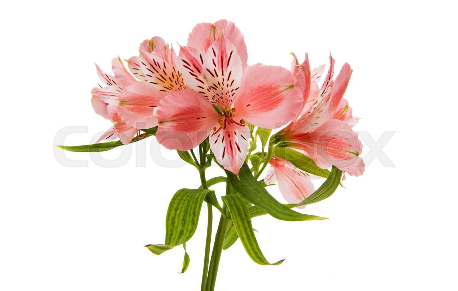 Alstroemeria stock image colourbox