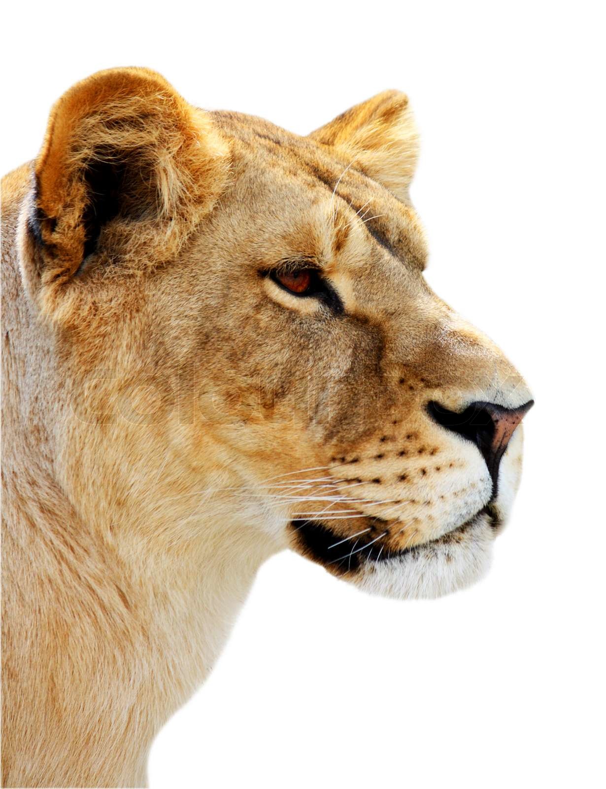 Big schöne Löwin Porträt isoliert auf den weißen Stock Bild Colourbox