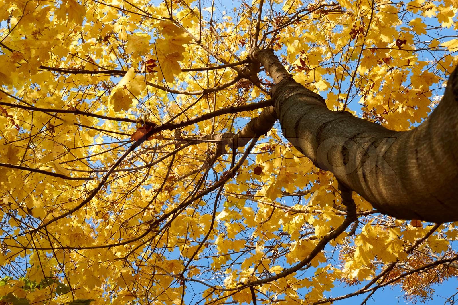 Crown of maple tree with bright yellow autumn leaves | Stock image ...