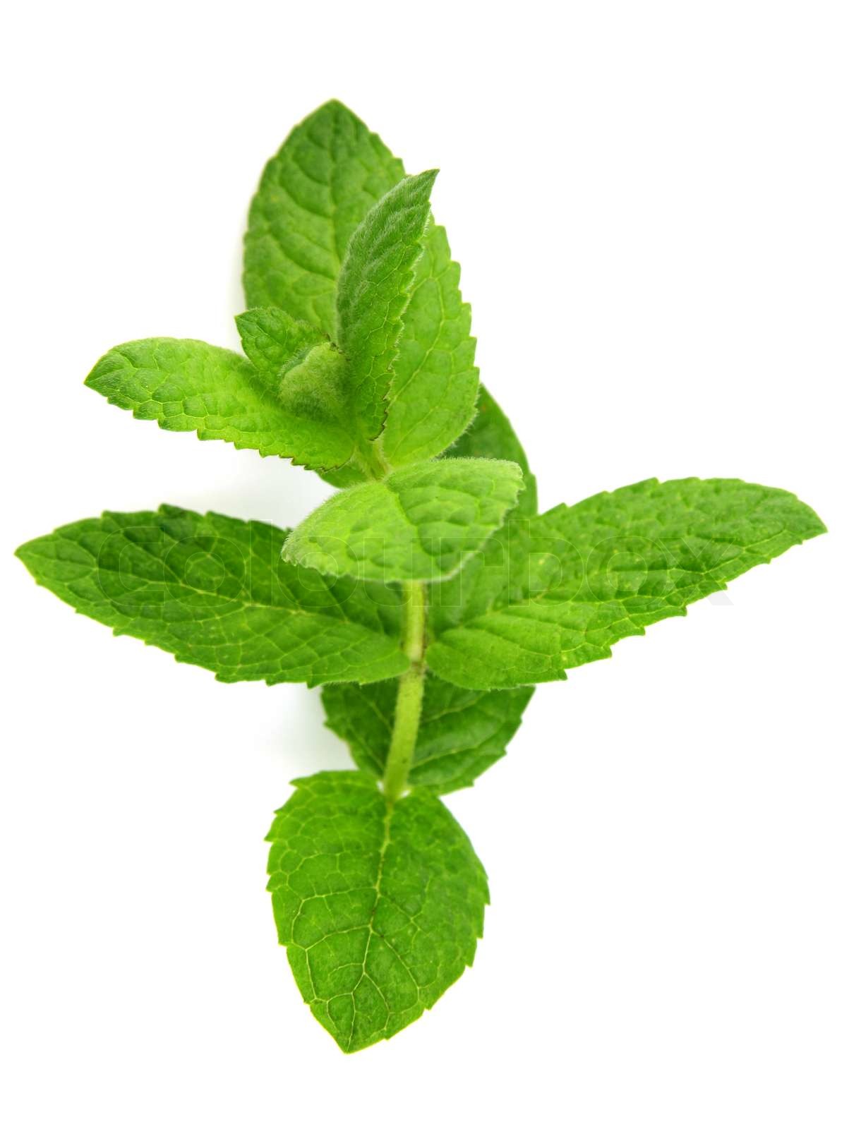 Branch of mint in Nahaufnahme | Stock Bild | Colourbox