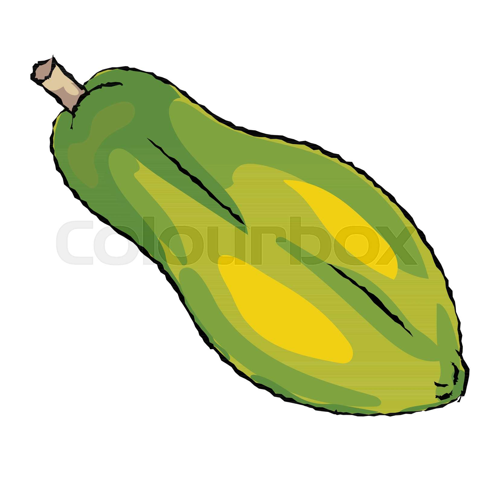Isolated Papaya cartoon Vector Illustration Stock vector Colourbox