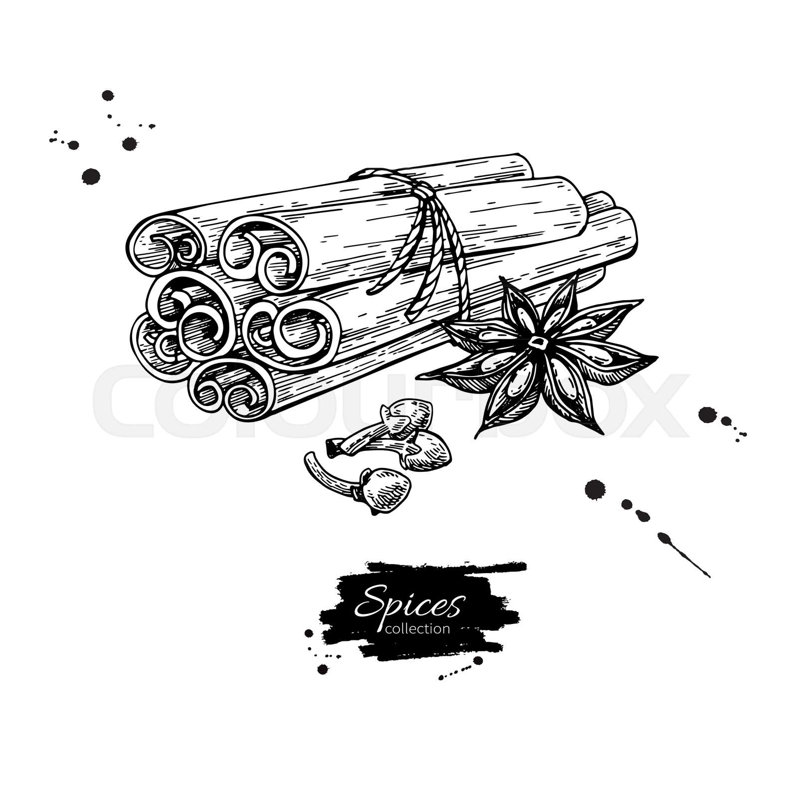 Cinnamon stick tied bunch, anise star and cloves. Vector drawing. Hand