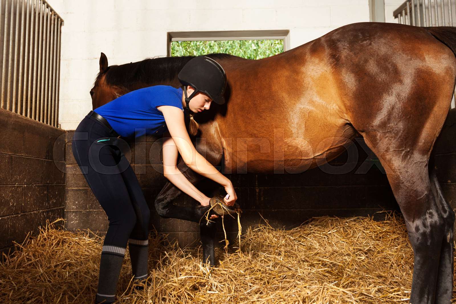 Young woman cleaning horse's hoof at box stall Stock image Colourbox