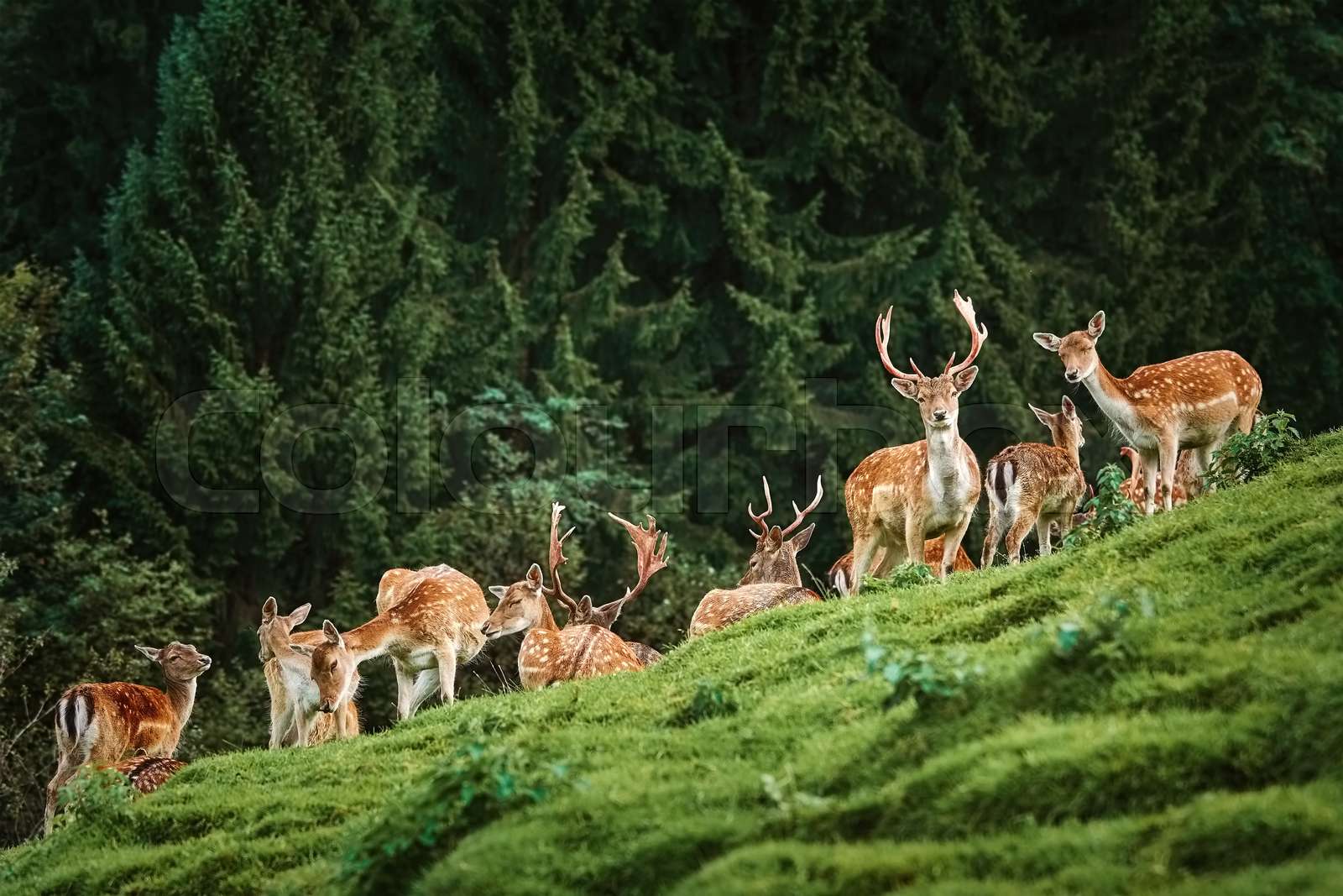Deers near the Forest Stock image Colourbox