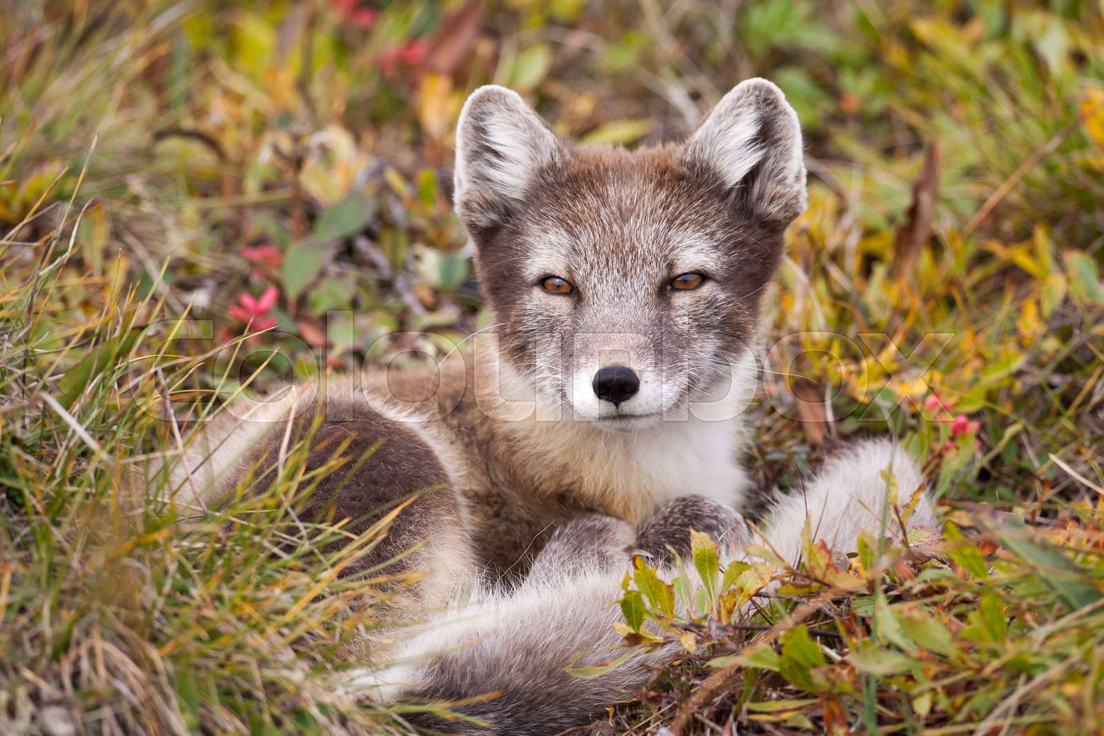 tundra-arctic-fox-in-summer