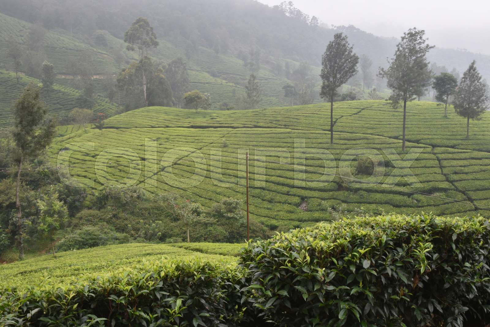 Tea Gardens in India | Stock image | Colourbox