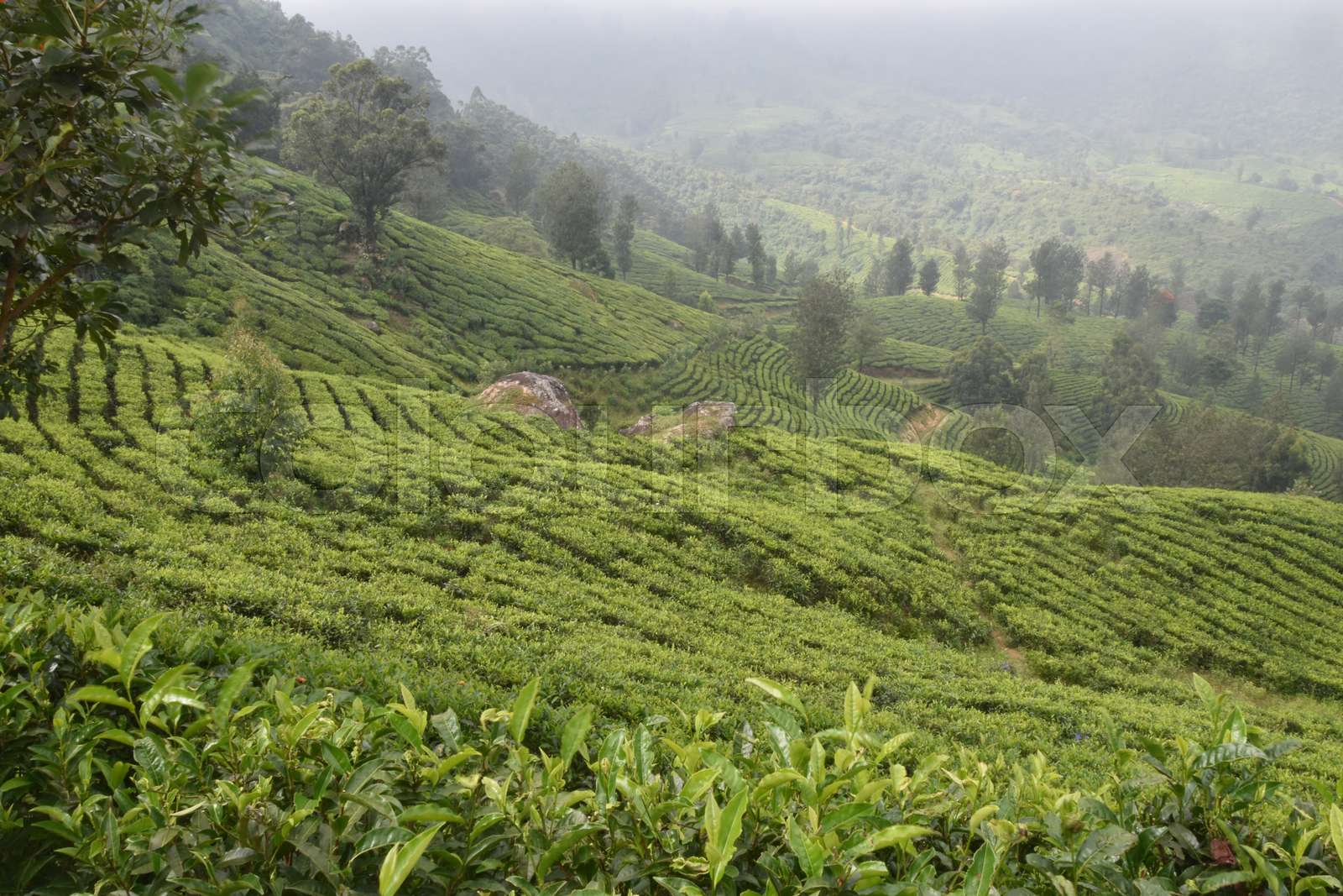 Tea Gardens in India | Stock image | Colourbox