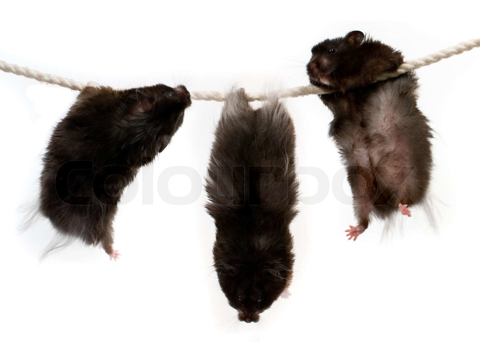 Three hamsters on a rope Stock image Colourbox