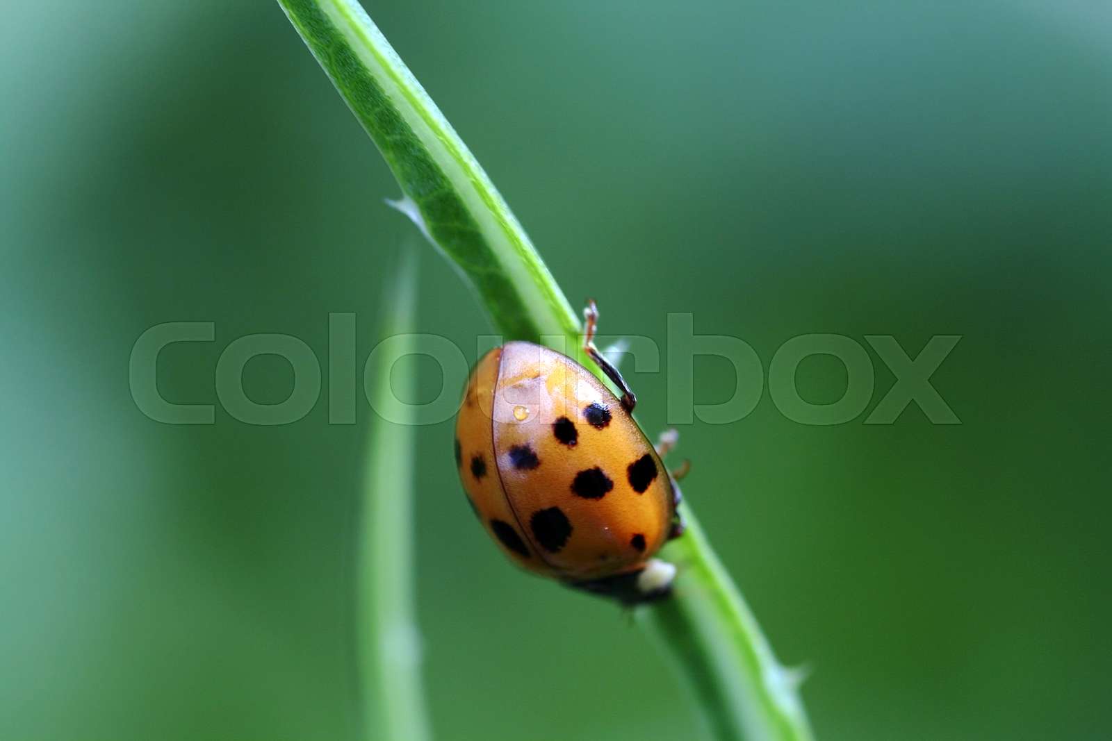 glückskäfer, marienkäfer, eat | Stock image | Colourbox