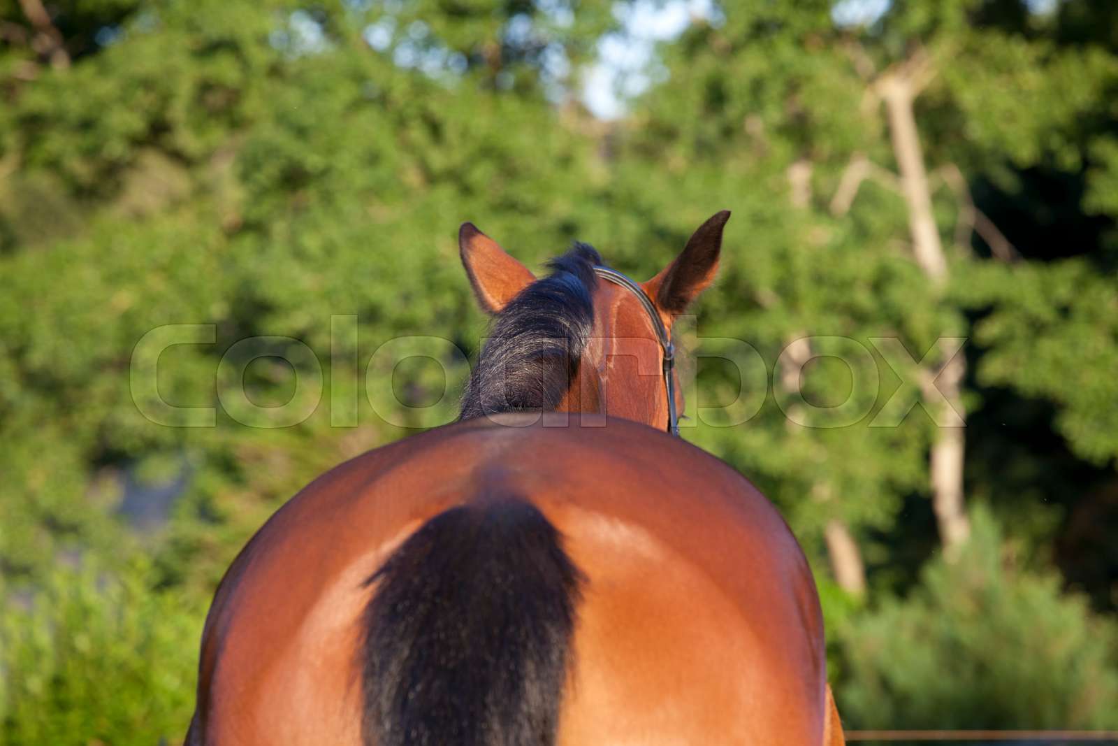 Horse from behind | Stock image | Colourbox