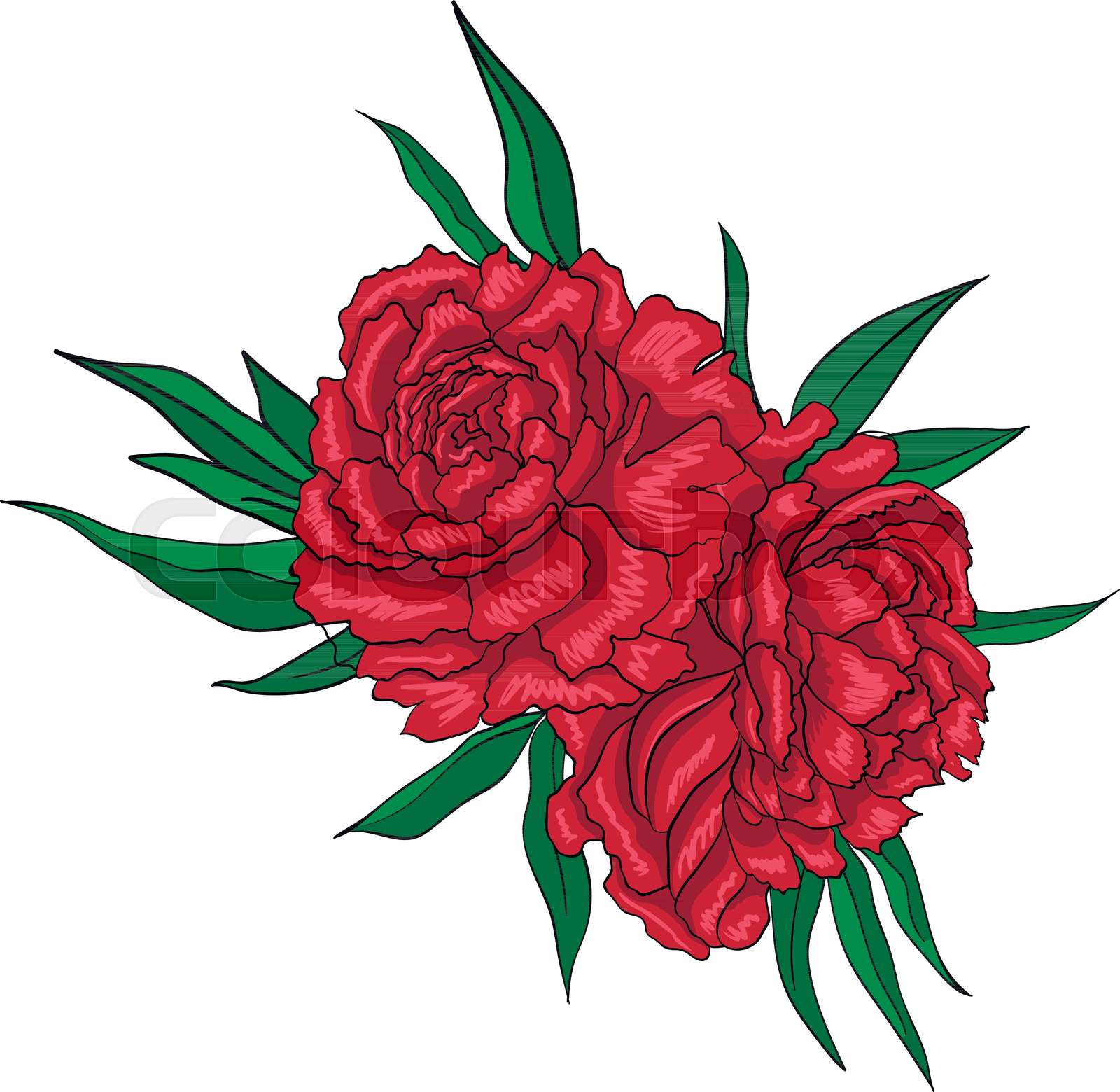 Red Peony Flowers Stock Vector Colourbox Red Peony Flowers Stock Vector Colourbox