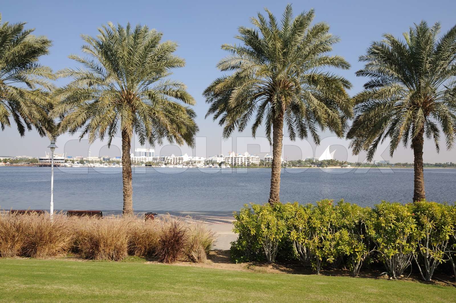 Palm Trees at Dubai Creek, Forenede Arabiske Emirater Stock foto