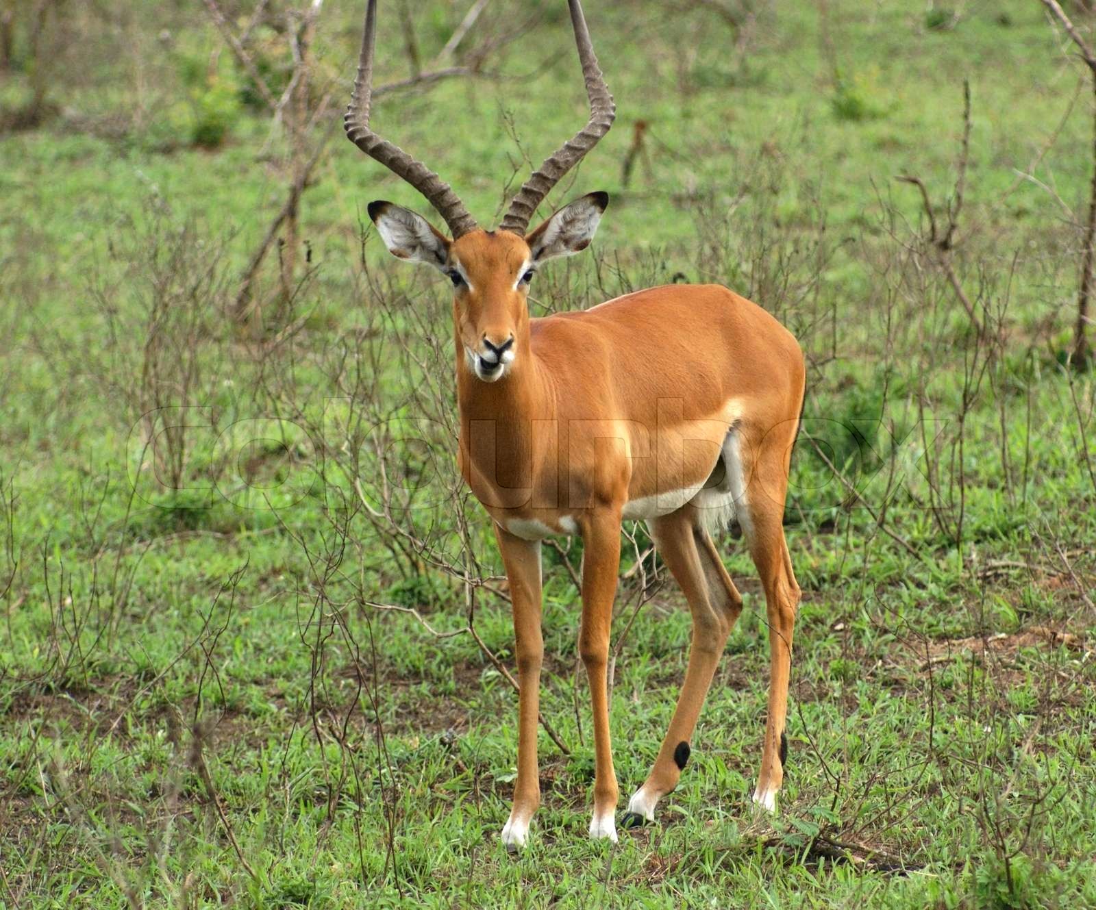 Antilope | Stock Bild | Colourbox
