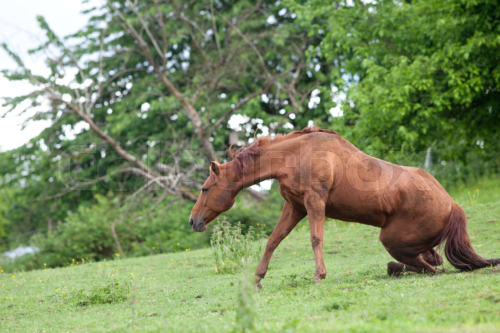 Horse fall down accident Stock Bild Colourbox