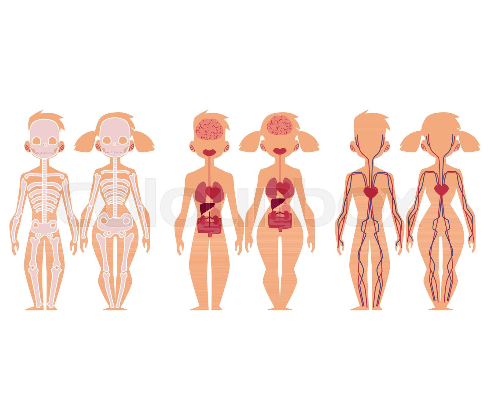 anatomie, mensch, mann StockVektor Colourbox anatomie, mensch, mann StockVektor Colourbox