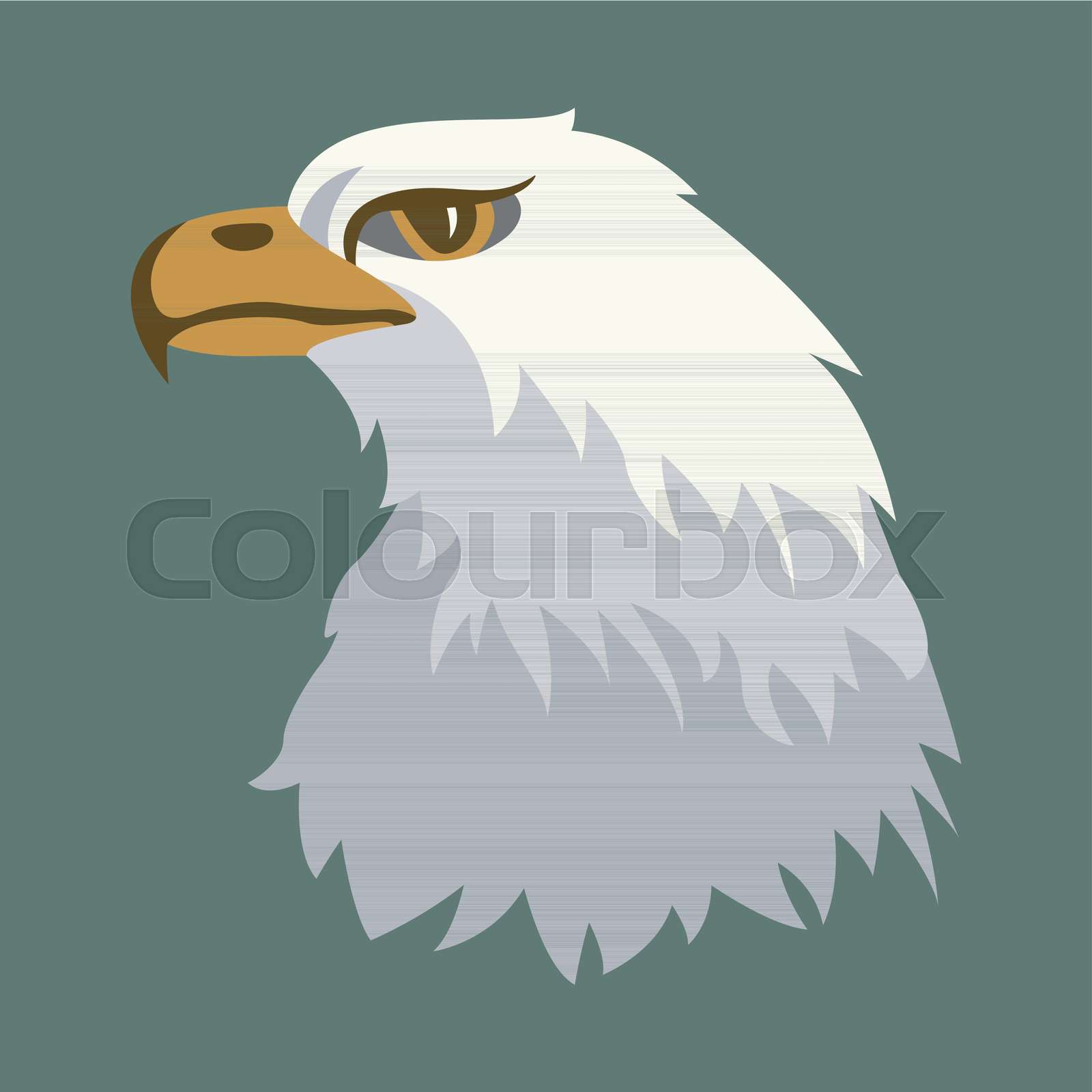 eagle head vector illustration | Stock vector | Colourbox