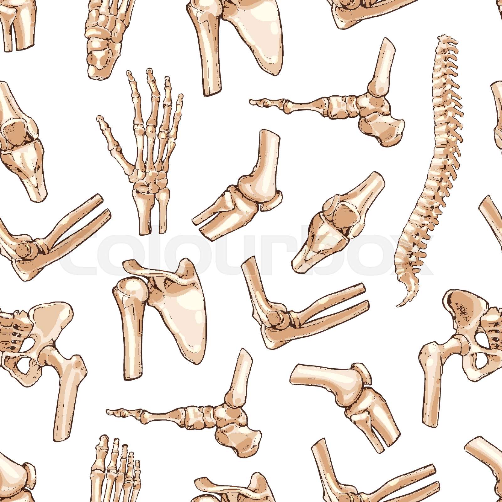 Vector seamless pattern human body bones sketch | Stock vector | Colourbox