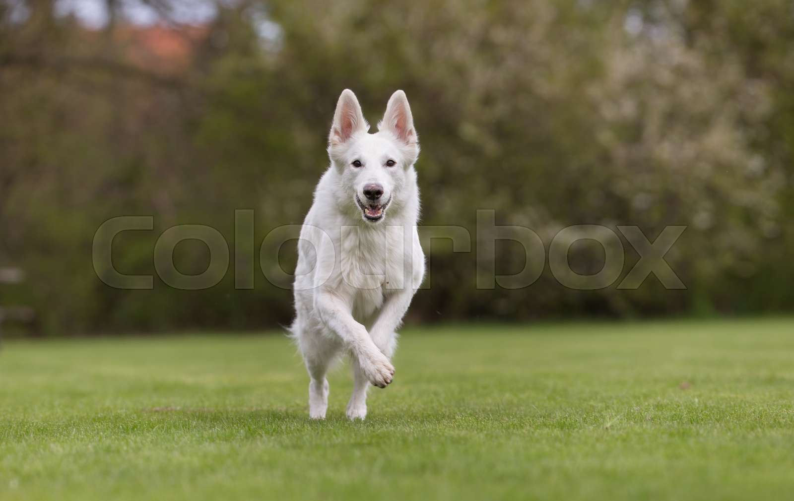 German Shepherd White Colour Photo