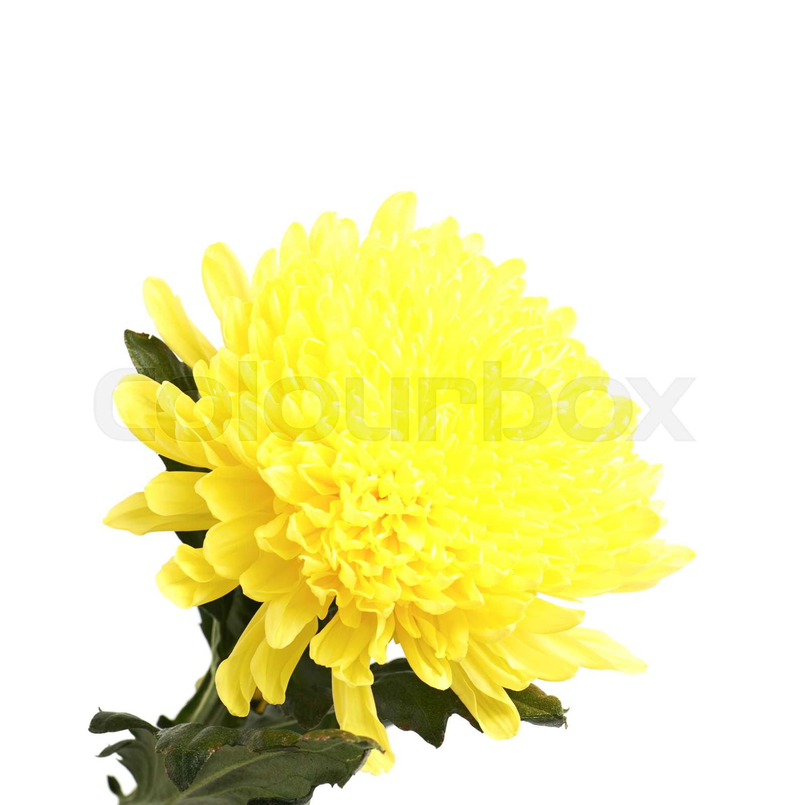 Yellow Chrysanthemums flower isolated Stock image Colourbox
