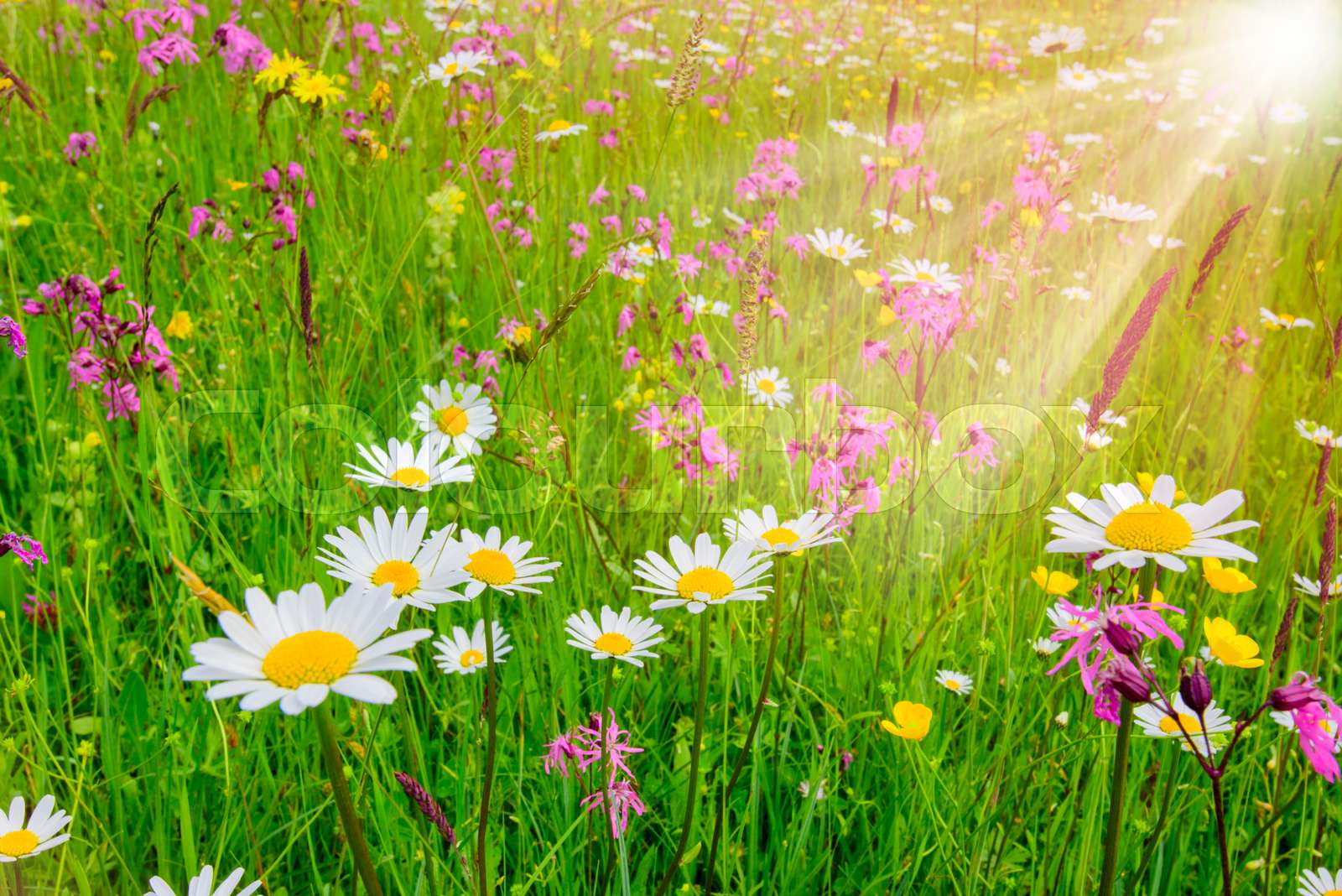 Frühlingswiese mit Sonnenstrahlen | Stock Bild | Colourbox
