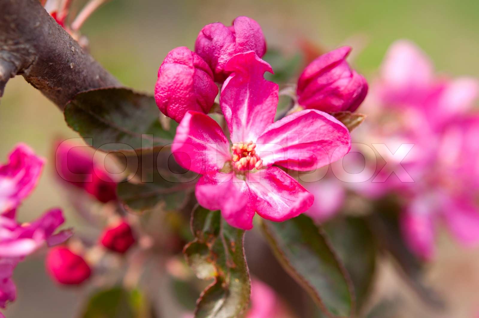 rosa Blüten auf einem Baum im Frühjahr Stock Bild Colourbox