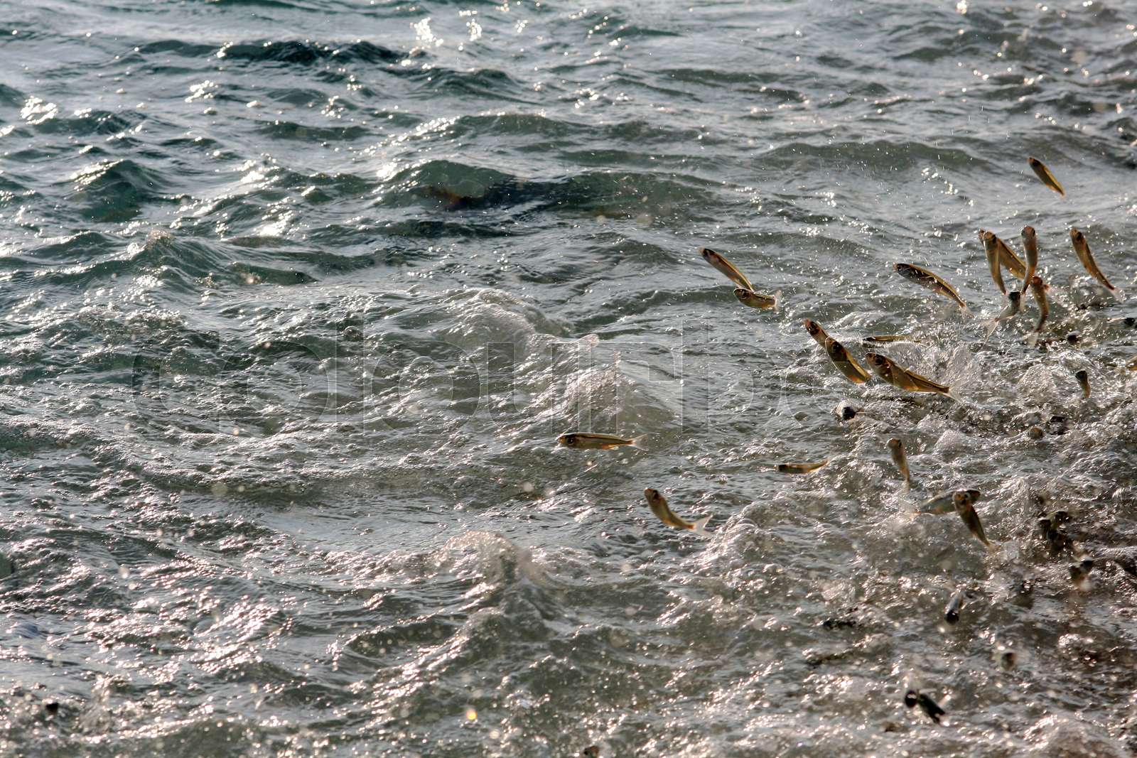 Springende Fische. Fische springen aus dem Wasser Stock Bild Colourbox