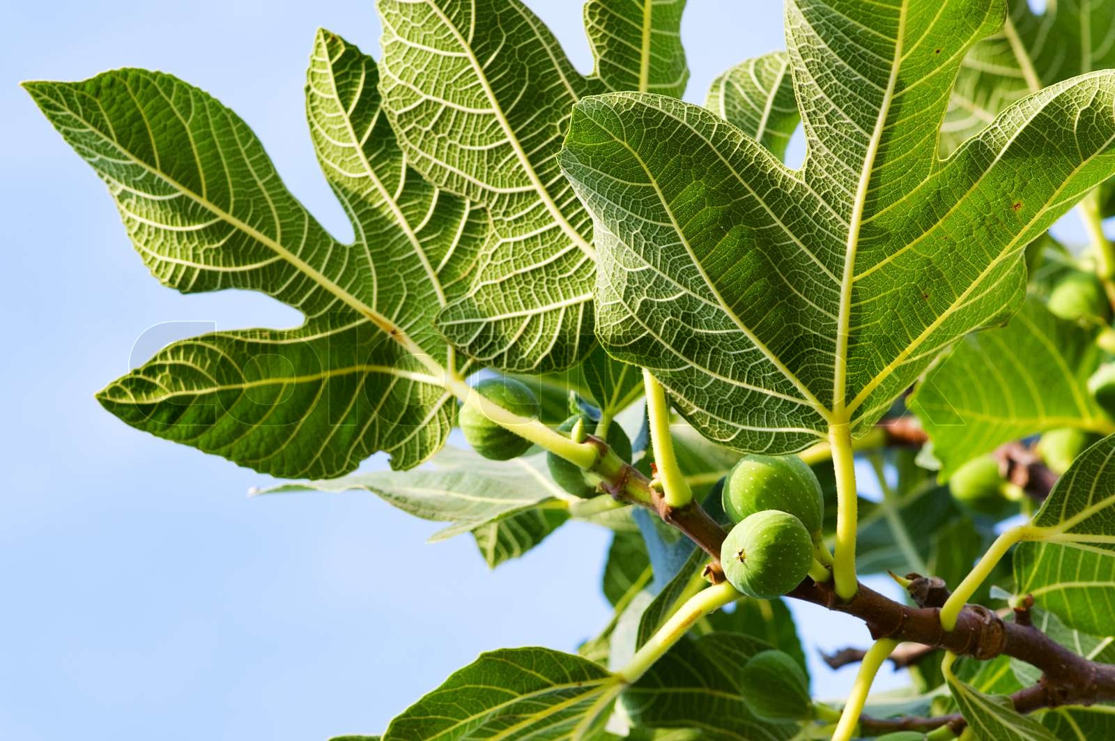 fig Stock image Colourbox