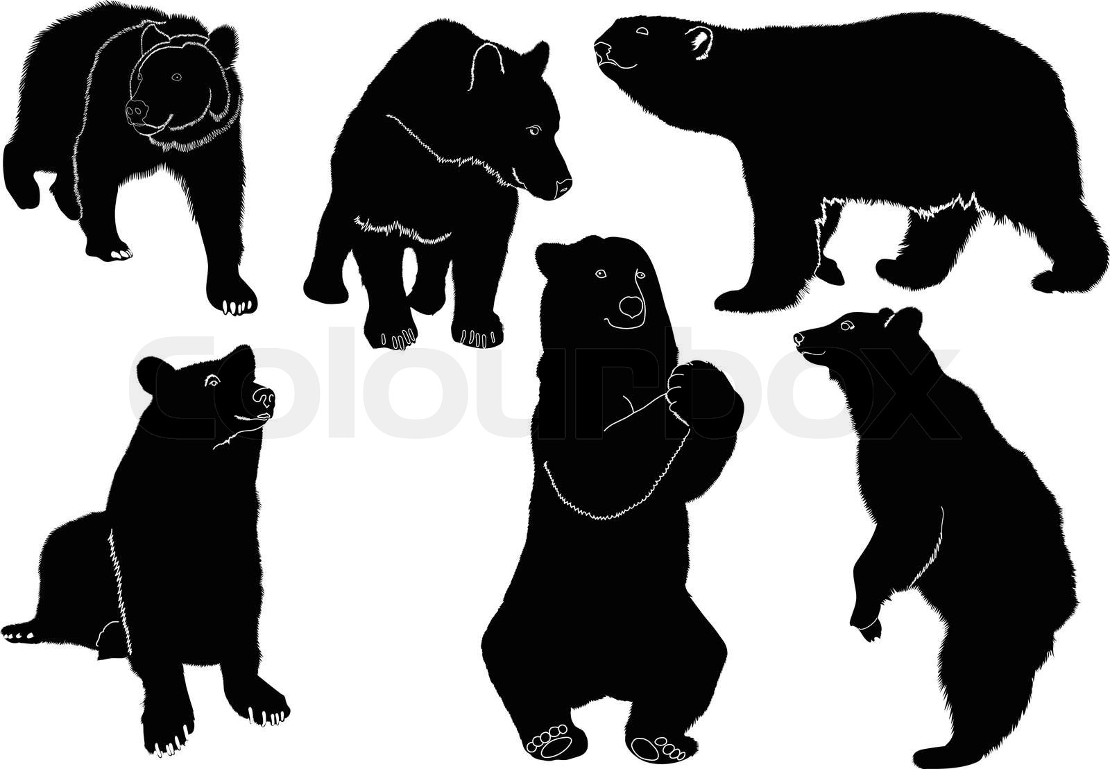 collection of animal vector bears Stock vector Colourbox