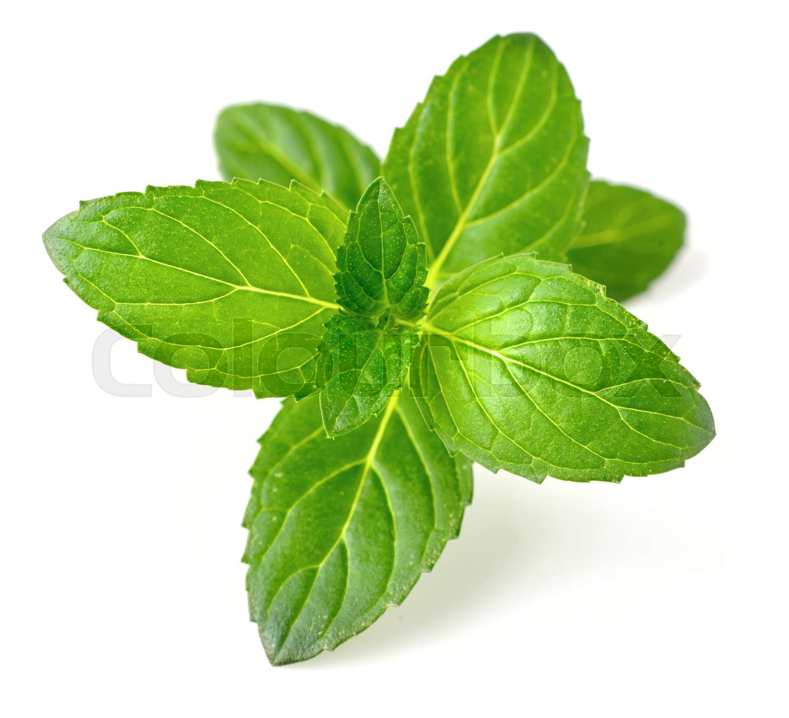 Peppermint Leaf In Twi at Ronald Cecil blog