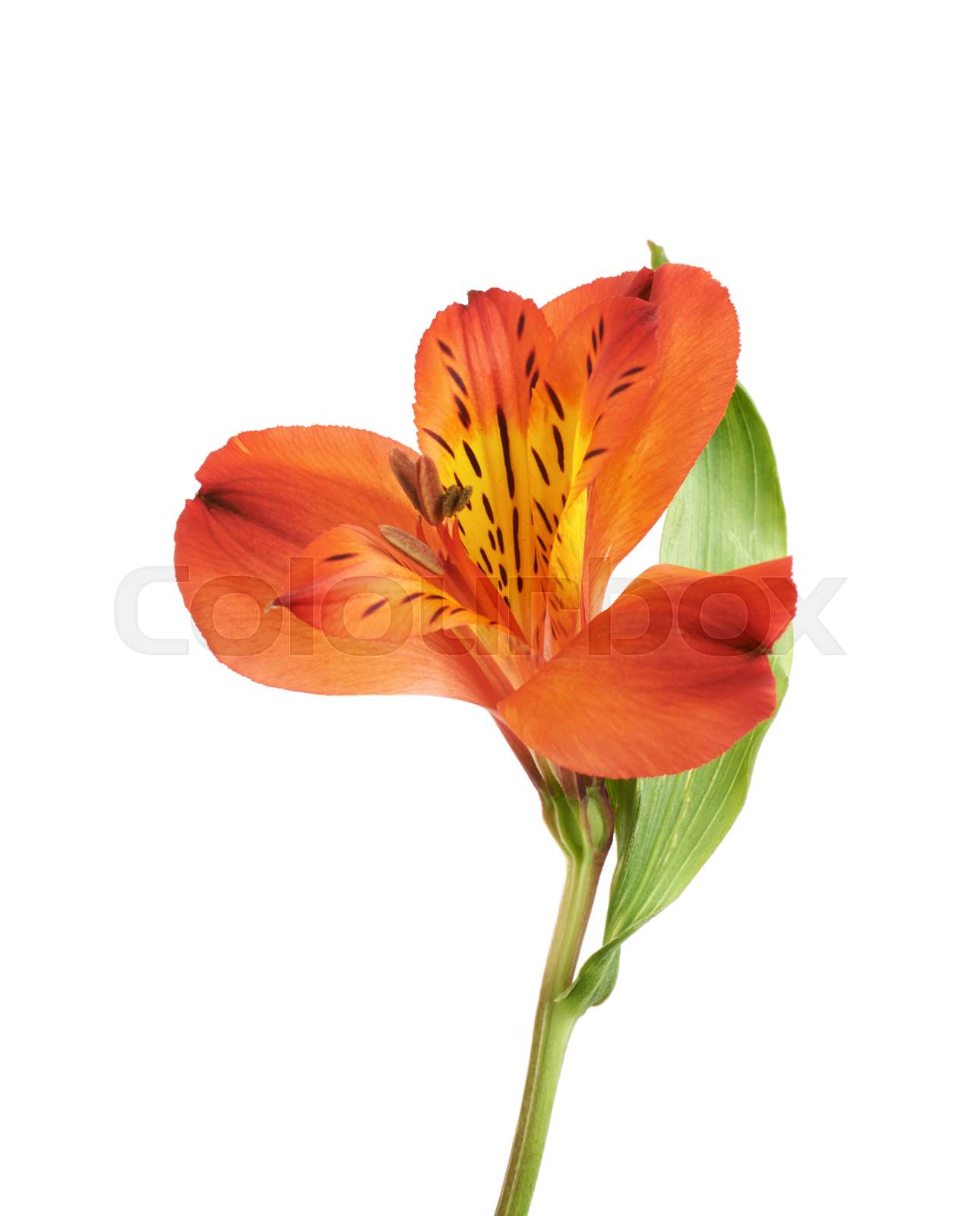 Red alstroemeria flower isolated stock image colourbox