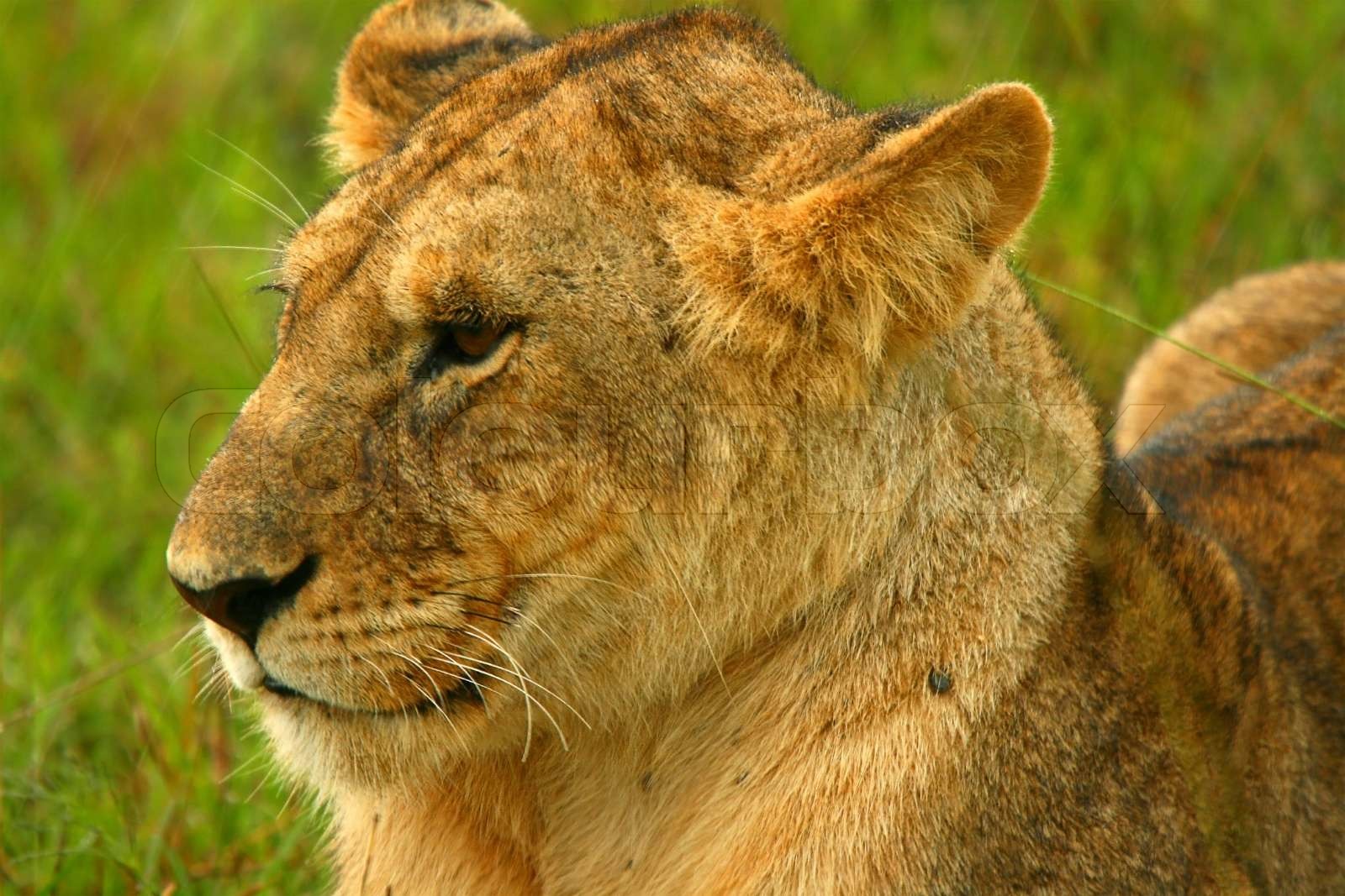 Lioness under rain in the wilderness Africa Kenya | Stock image | Colourbox