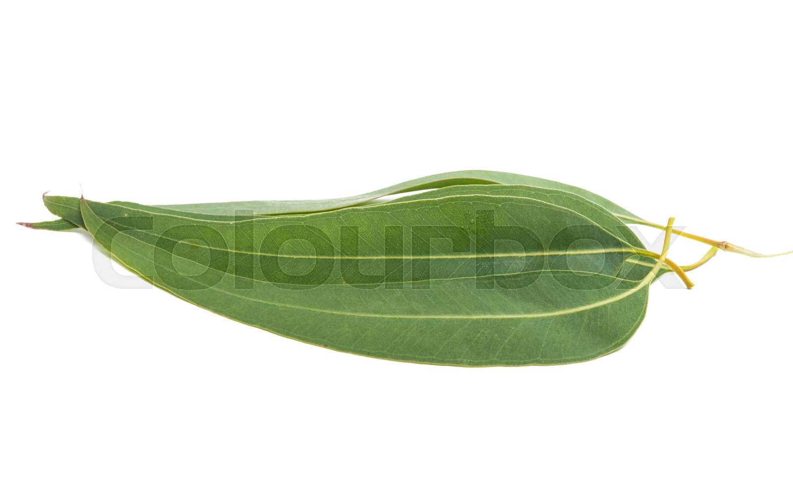 eucalyptus-leaves-isolated-stock-image-colourbox