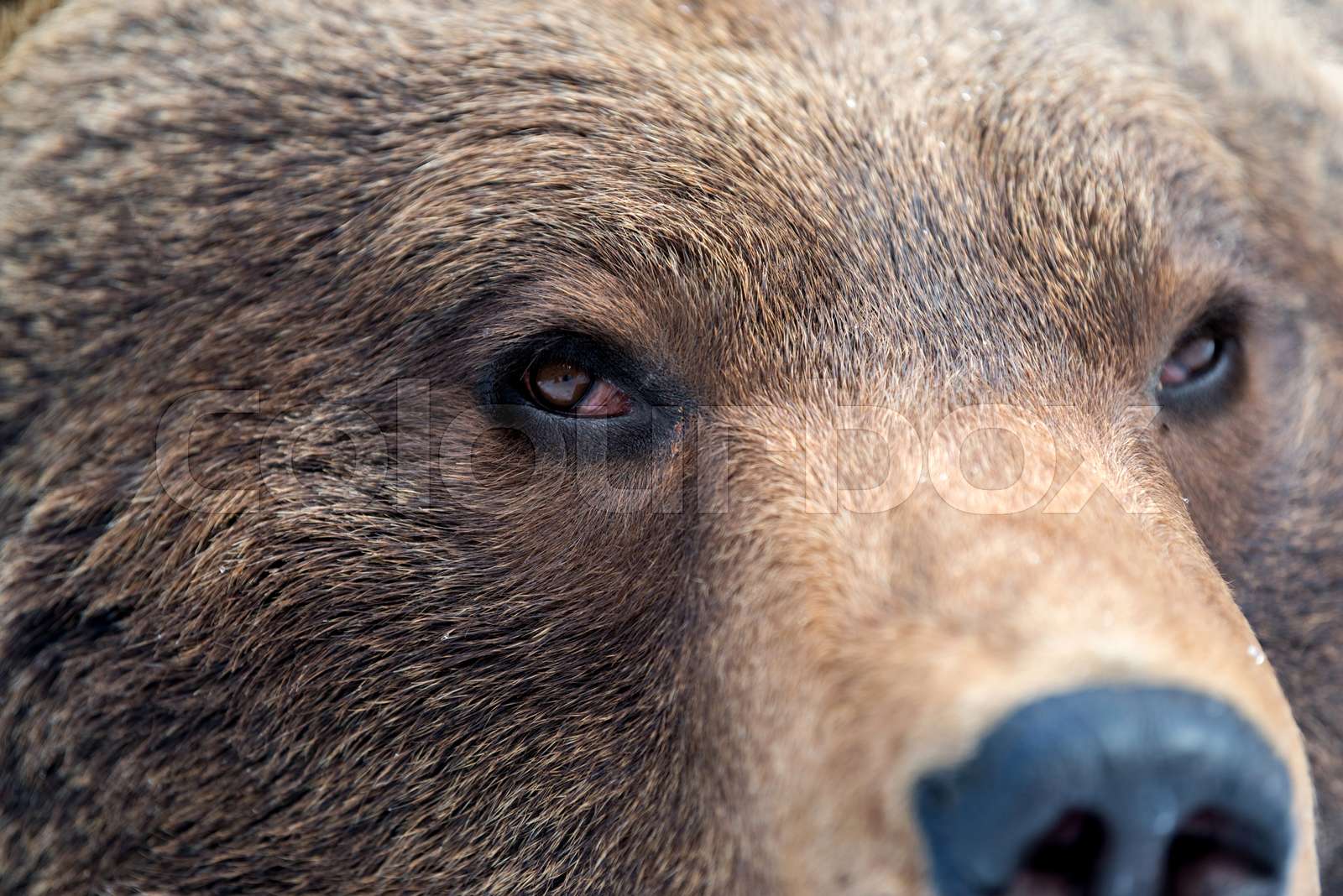 Brown bear eye Stock image Colourbox
