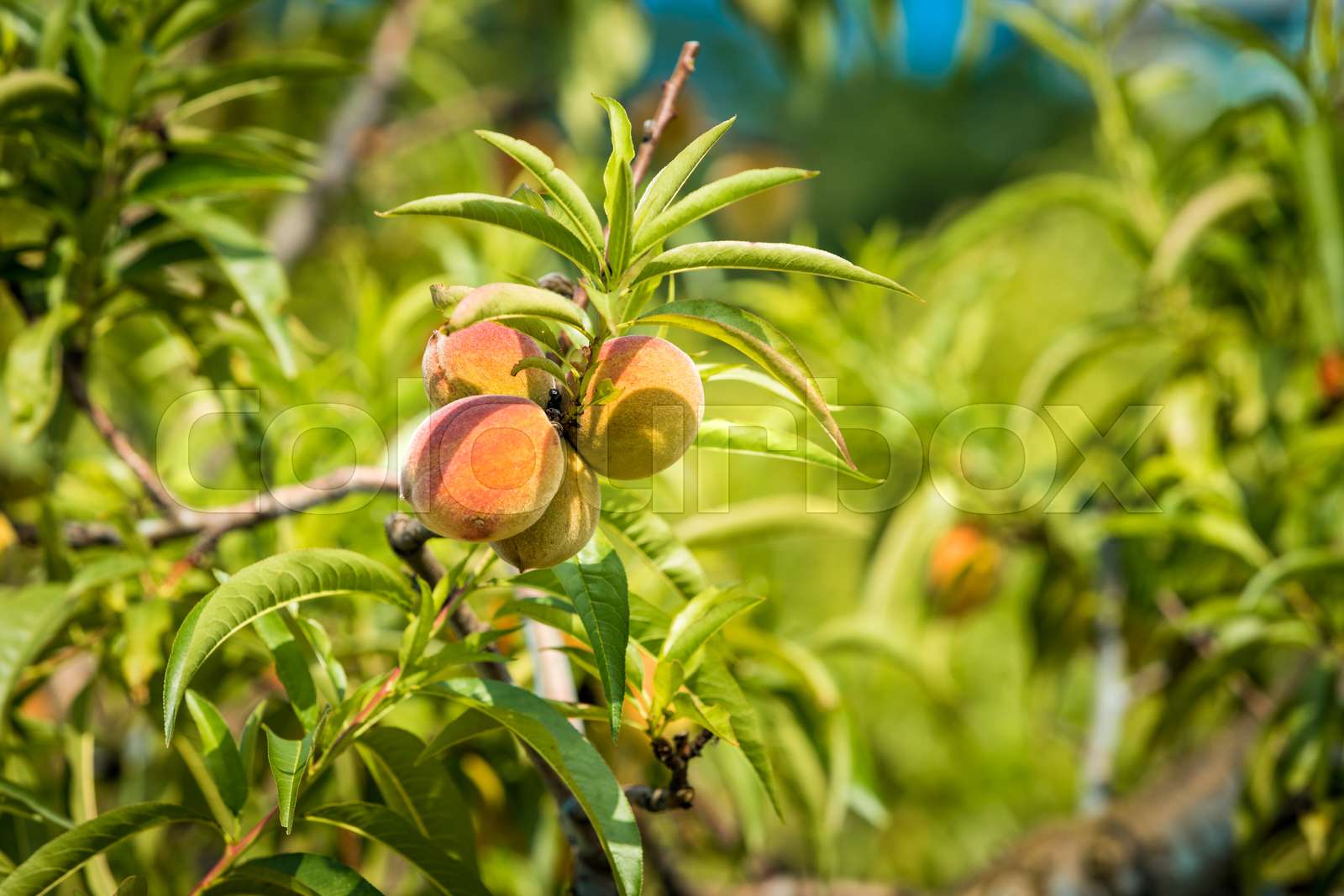 Sweet peach fruits growing on a peach tree branch Stock Image